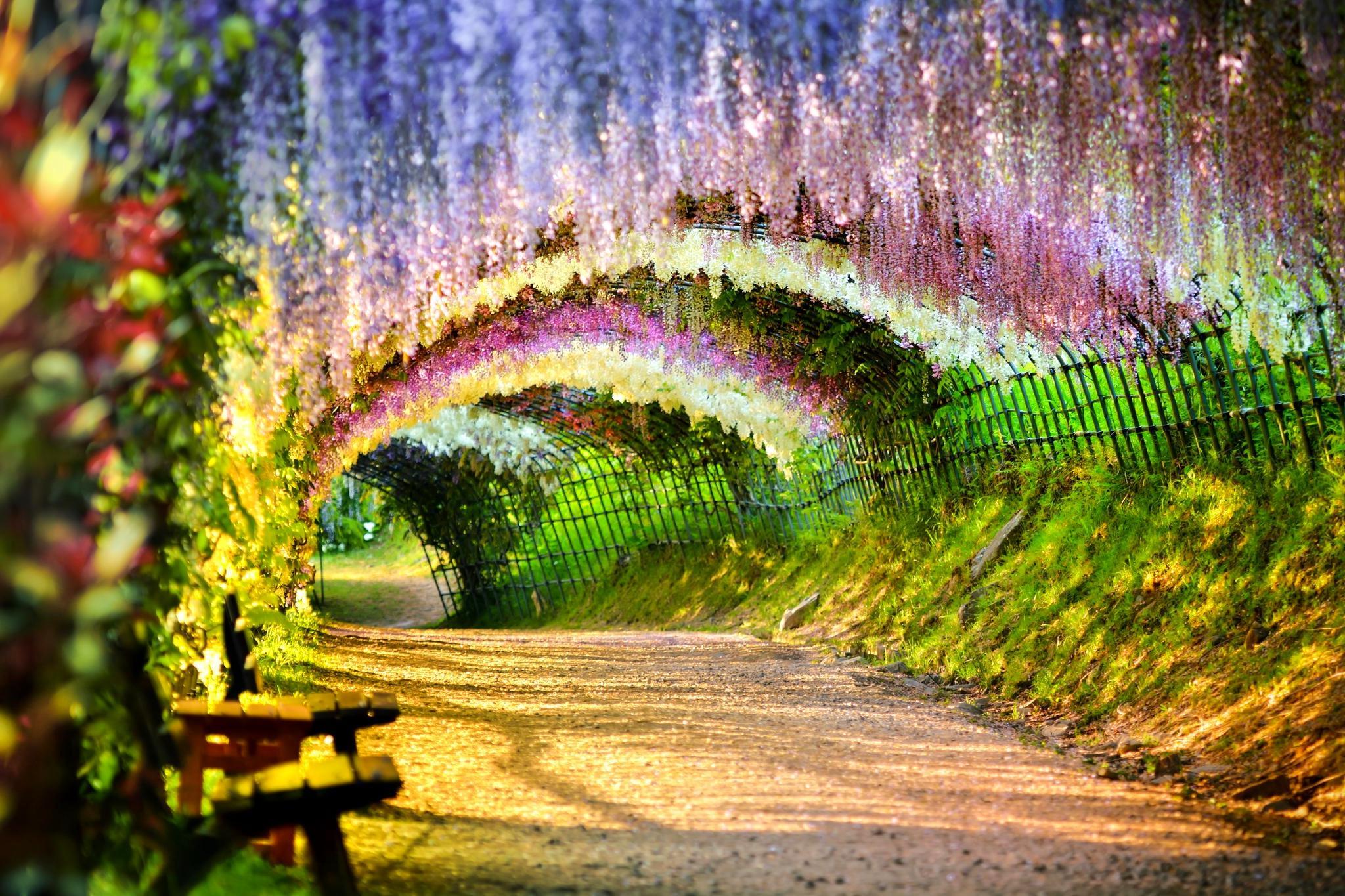 Japan Flower Tunnel Wallpapers Wallpaper Cave