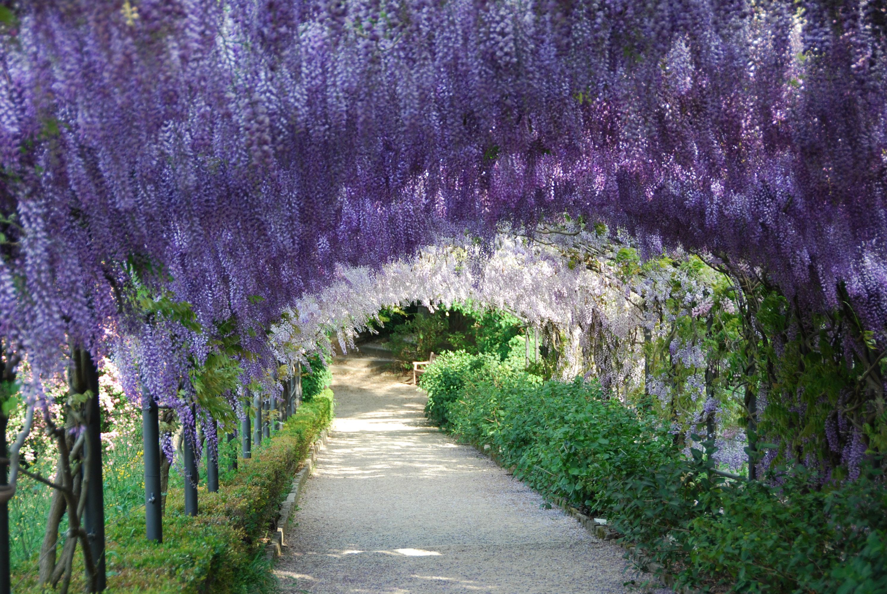 Japan Flower Tunnel Wallpapers - Wallpaper Cave