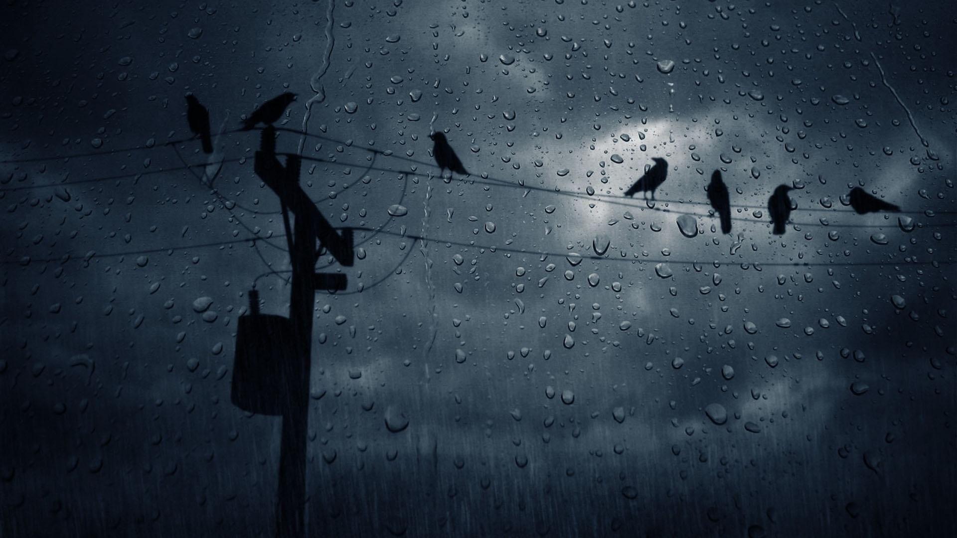 Rain, Crows, Telephone Wires. rain. Rain, Rain