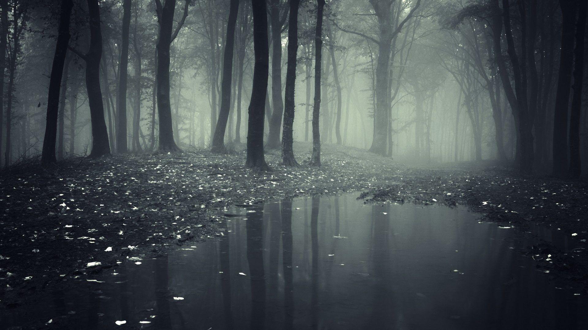 Desktop For Forests Mist Dark Mystic Forest Fog Nature Rain