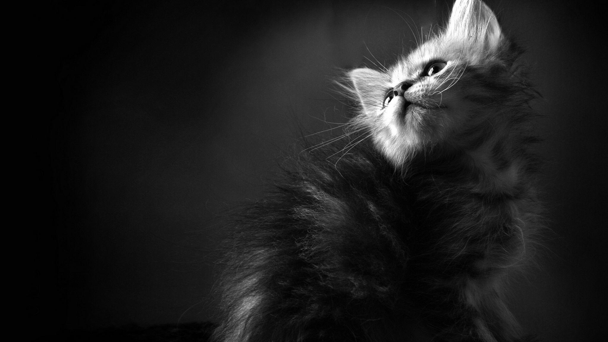 Black And White Wallpapers Of Cats Wallpaper Cave