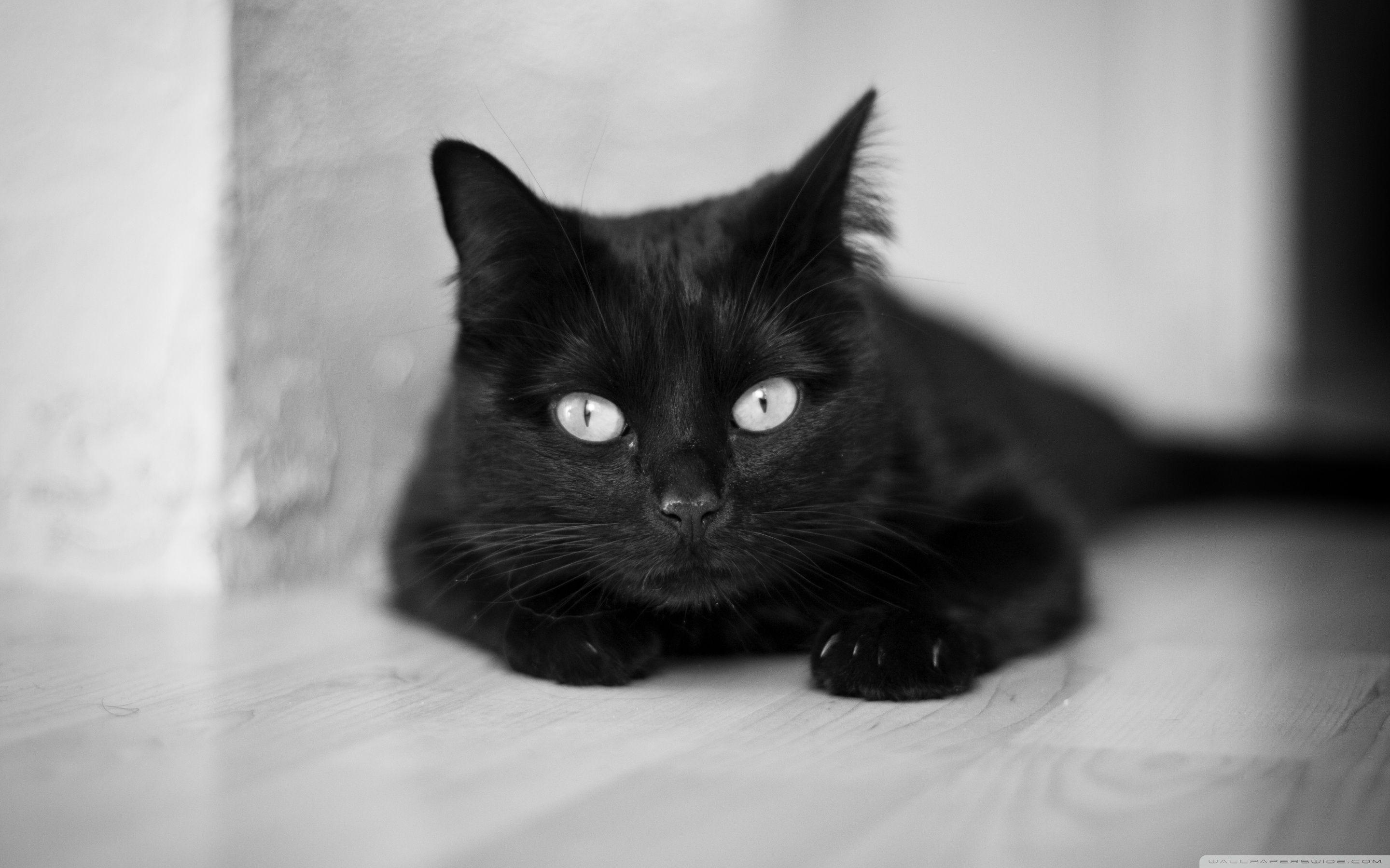 Black And White Cat ❤ 4K HD Desktop Wallpaper for 4K Ultra HD TV