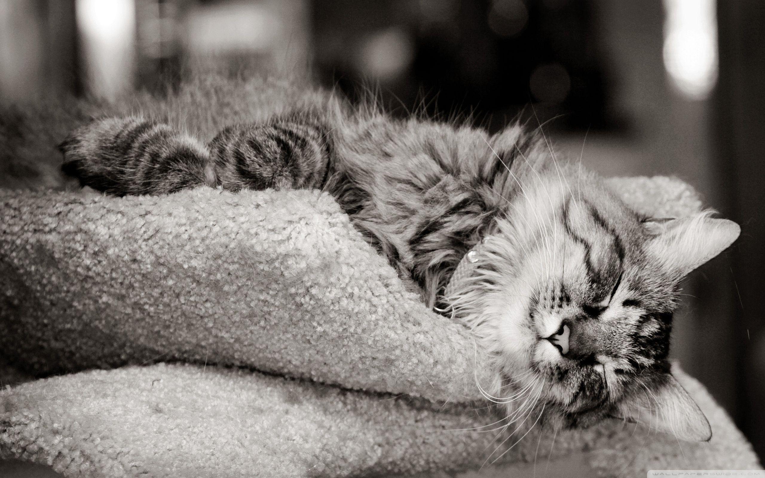 Cat Sleeping Black And White ❤ 4K HD Desktop Wallpaper for 4K Ultra