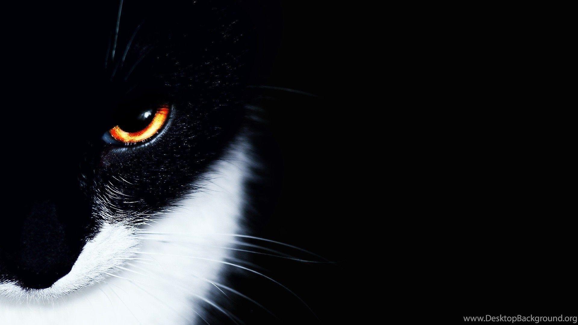 HD Wallpaper 1920x1080 Animals Cat Black White Eye HD PetPicture