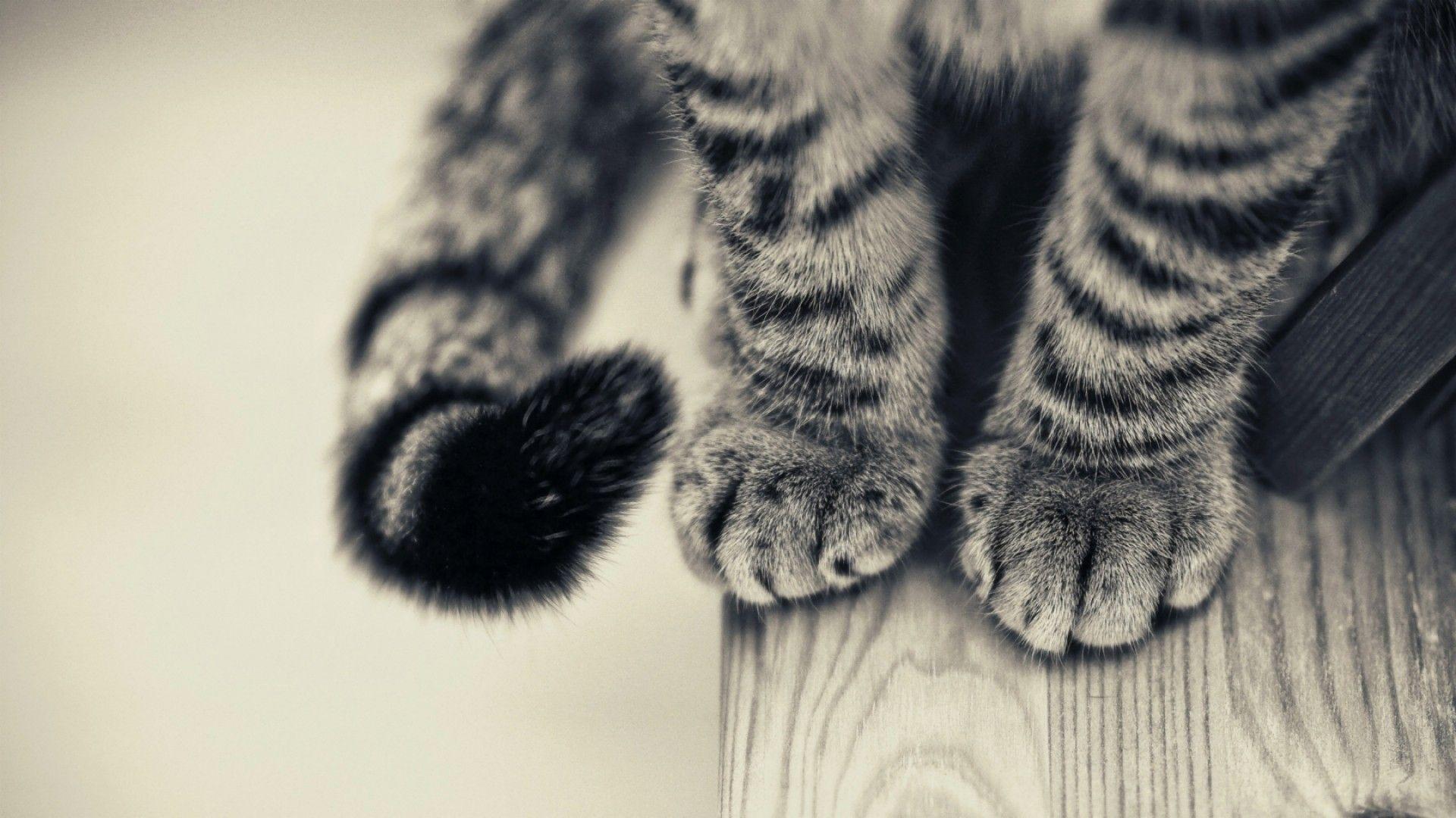 Black And White Cat Paws Hd 1080p Wallpaper