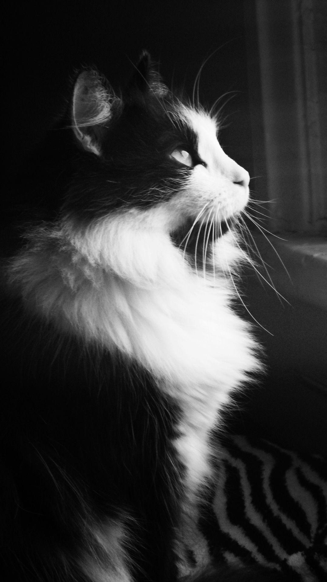 Black And White Fluffy Cat Looking Out The WIndow Android