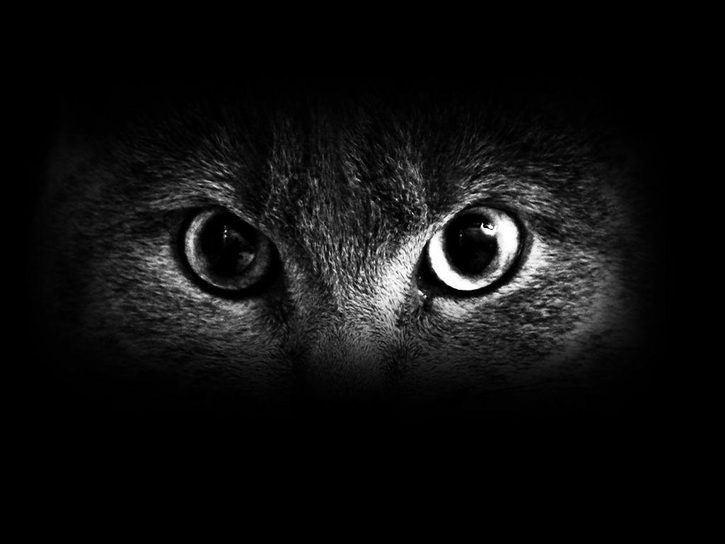 Cat Eyes Wallpaper. gothic. Cat eyes, Cat and Black cats