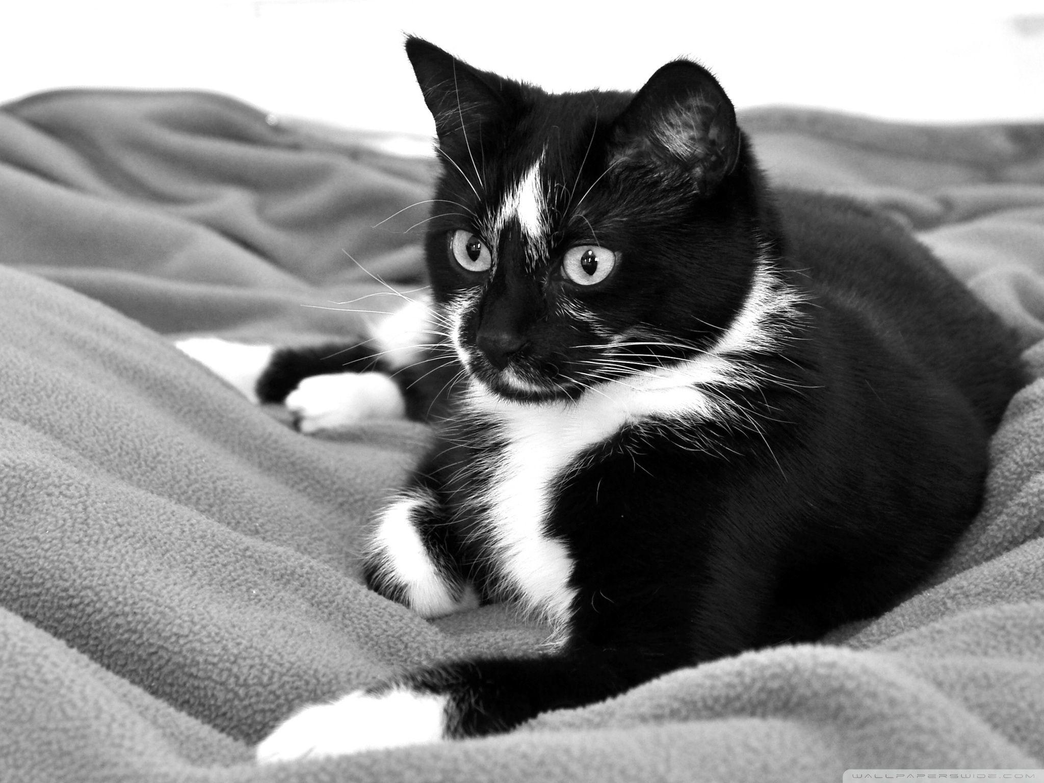 Black And White Wallpapers Of Cats - Wallpaper Cave