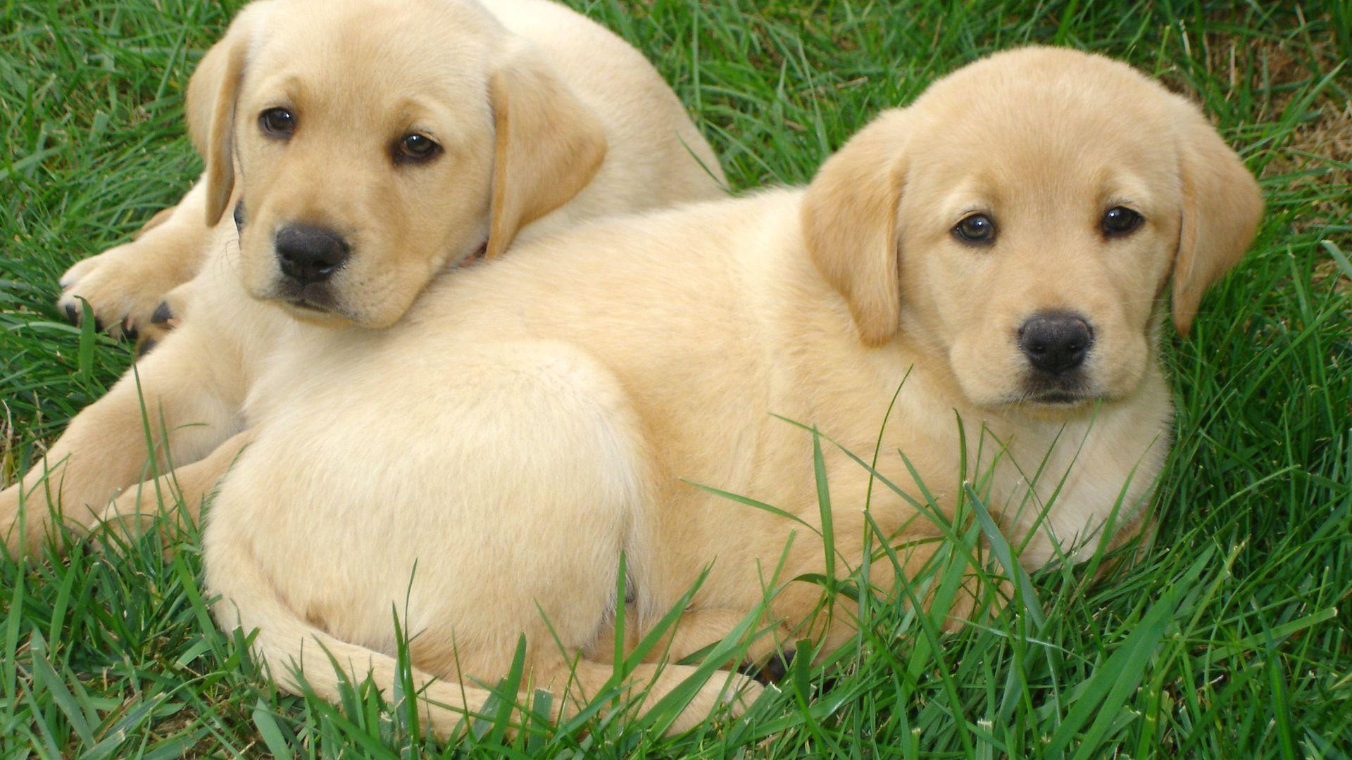 Lab Puppies Wallpaper