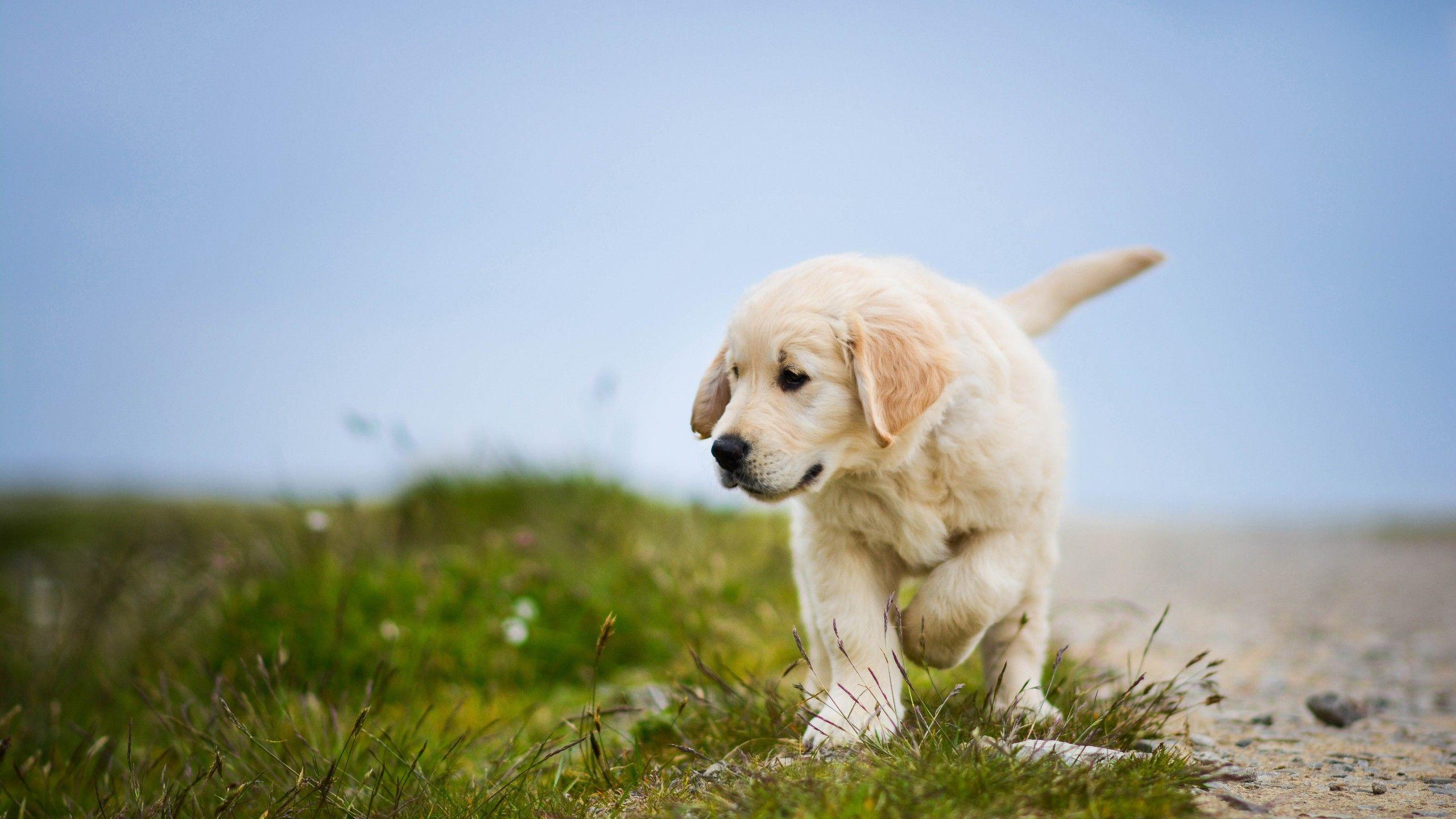 Wallpaper Labrador Retriever, Puppy, Dog, HD, 4K, Animals