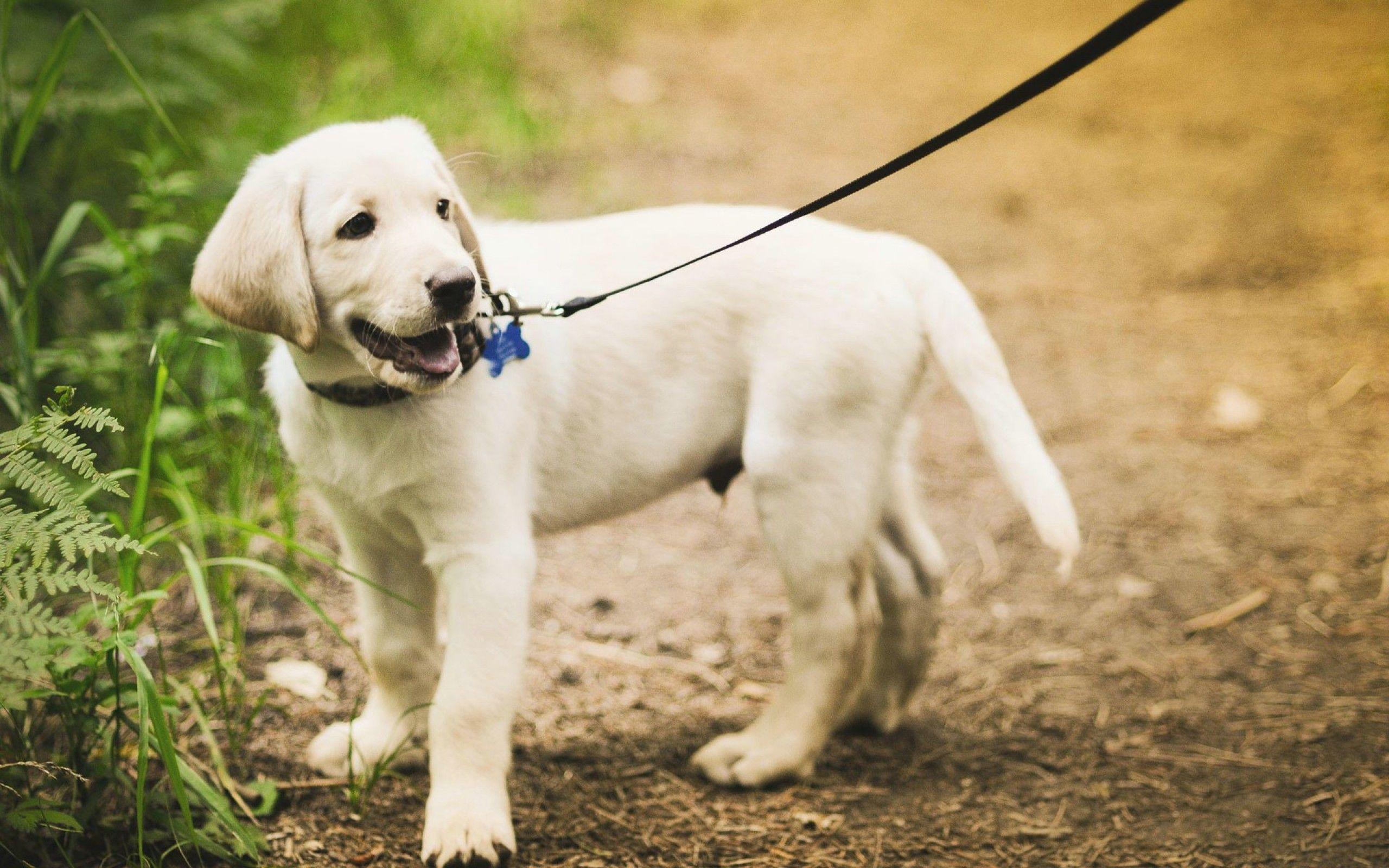 Labrador Retriever puppy for a walk photo and wallpaper. Beautiful