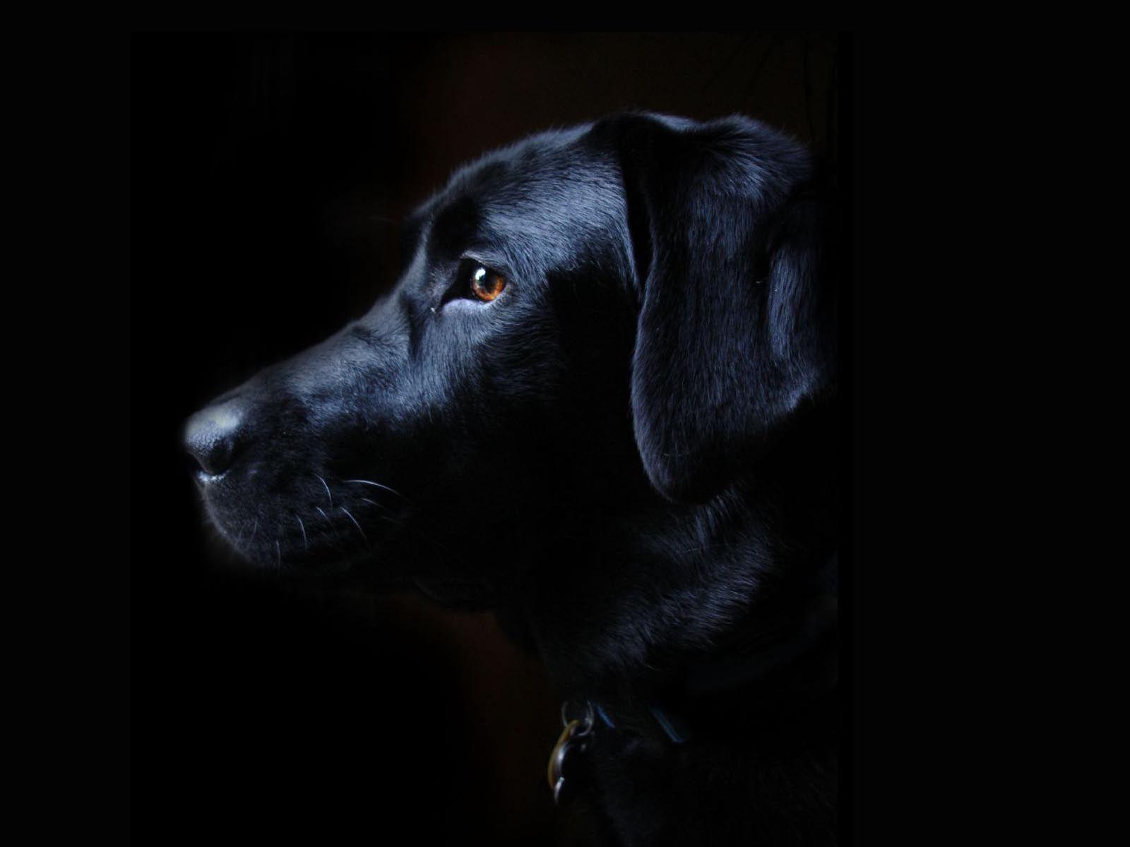 Labrador Retriever Black Dog Nice Wallpaper. BlackLabs