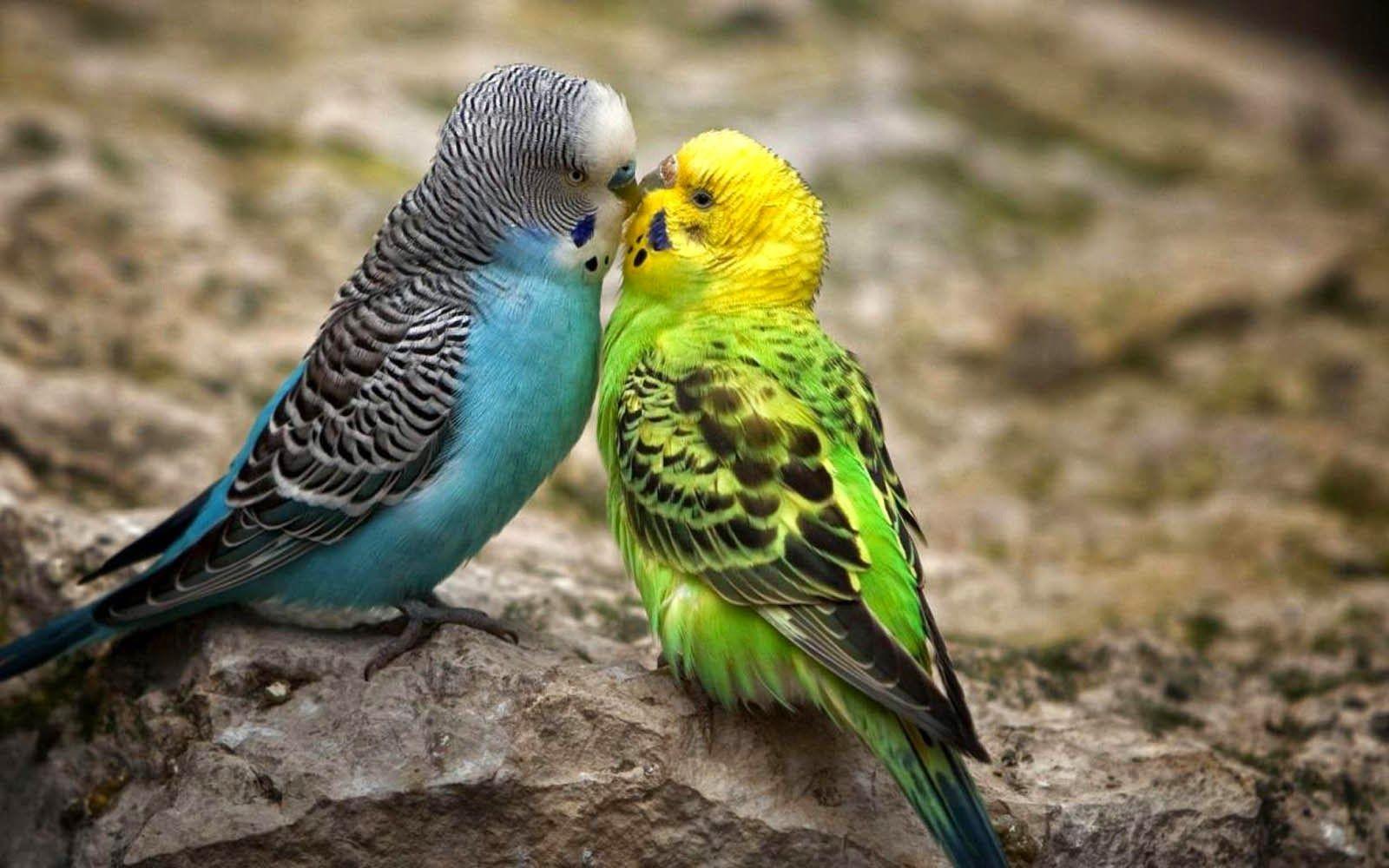 Wallpaper Background Desktop HD. Beautiful Kissing Birds Photo