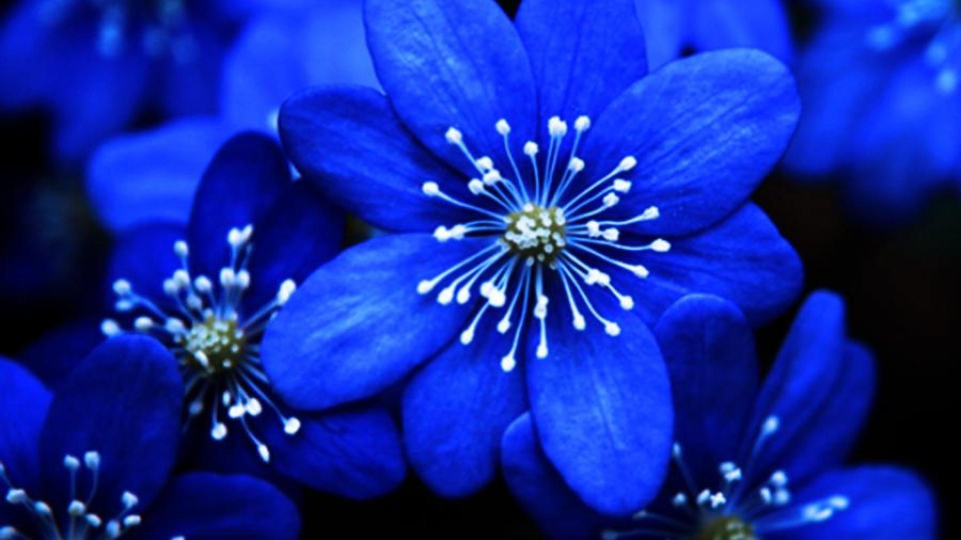 White Blue Flowers HD Wallpapers - Wallpaper Cave