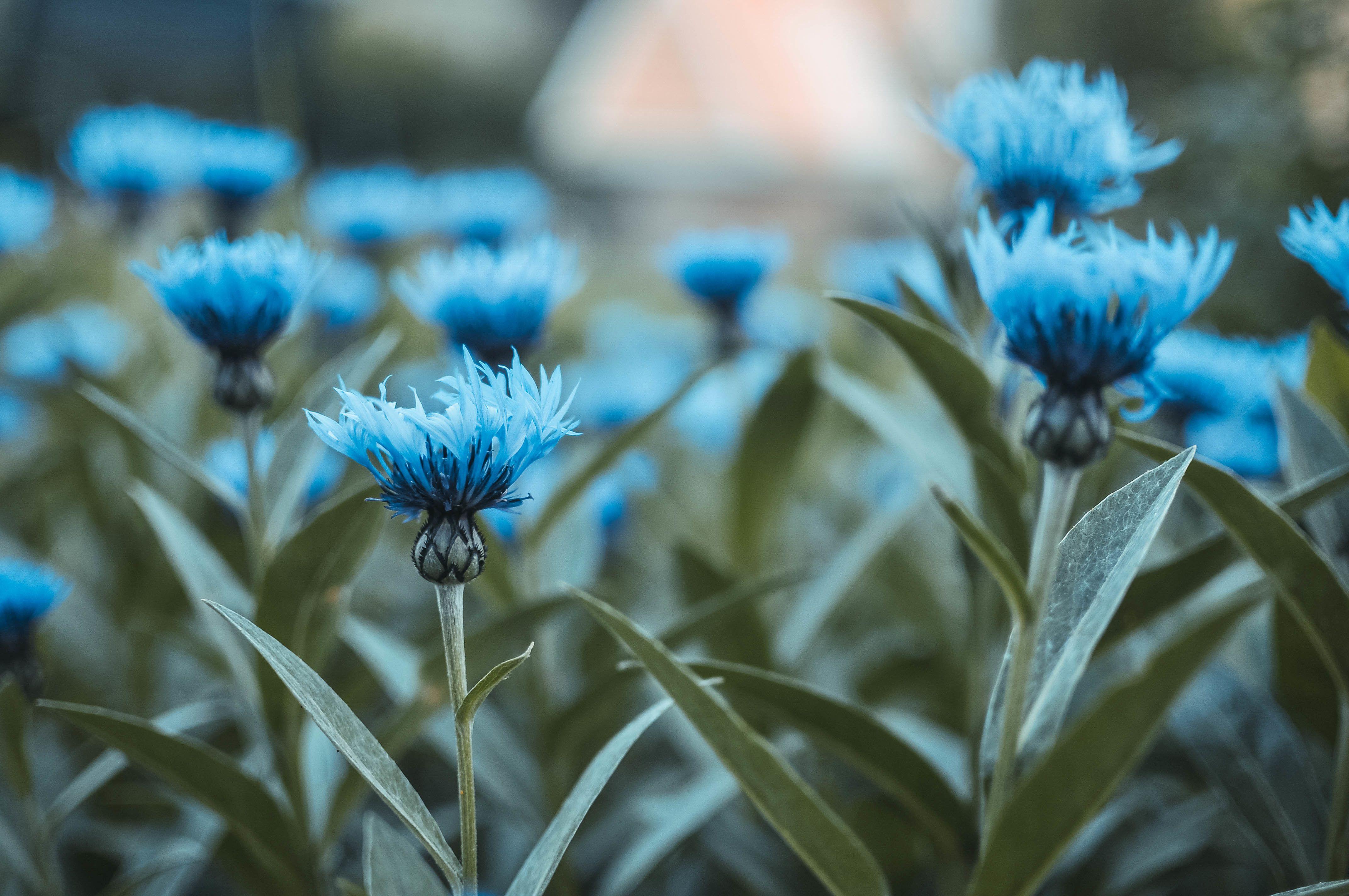 Wallpaper Blue flowers, HD, 4K, Flowers