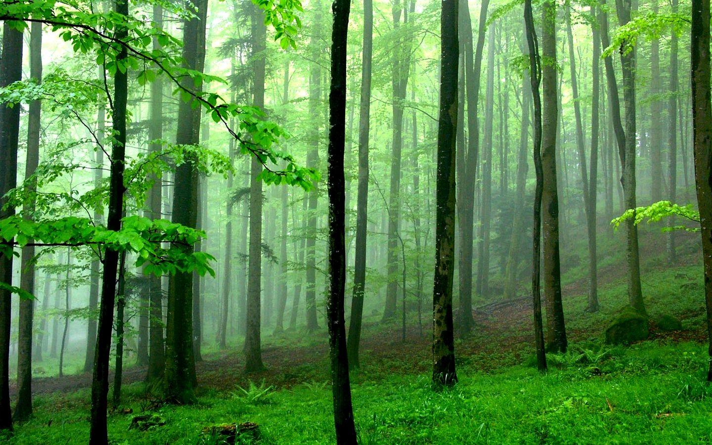 forest wallpaper for home picture