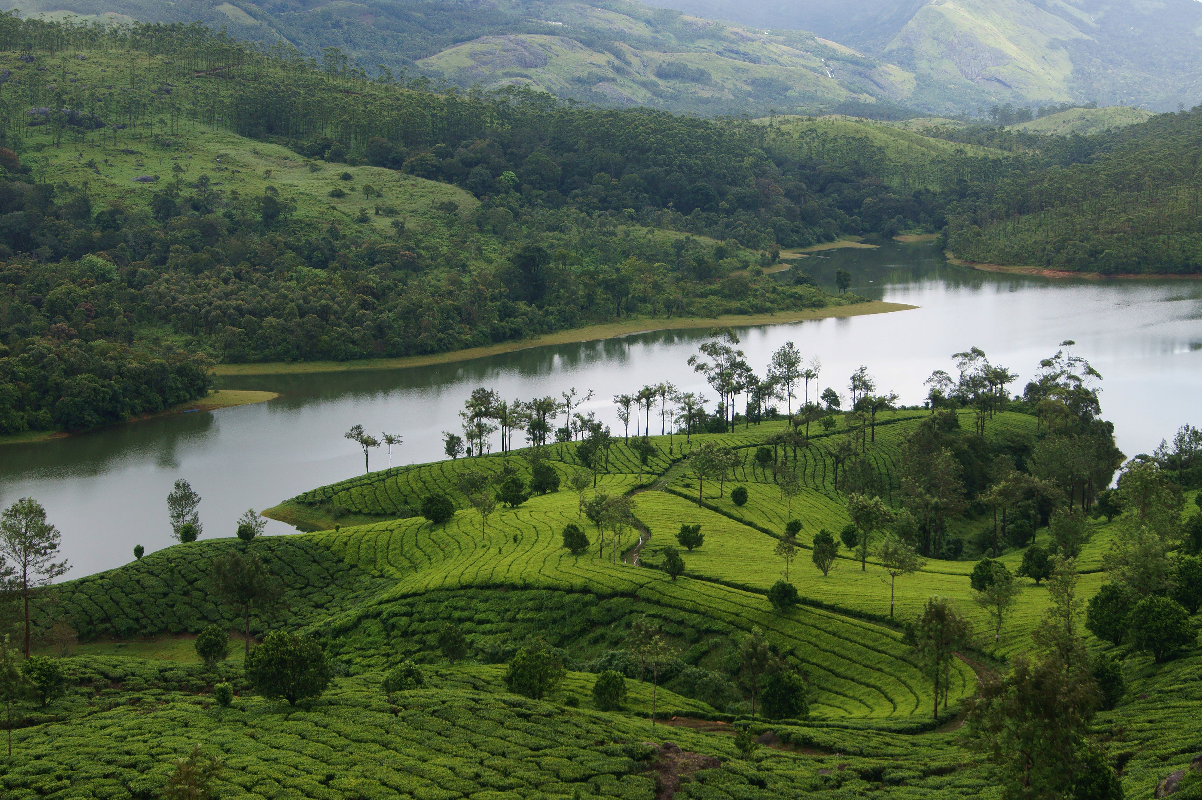 Hills and Tea plantations of Munnar popular hill station in Kerala
