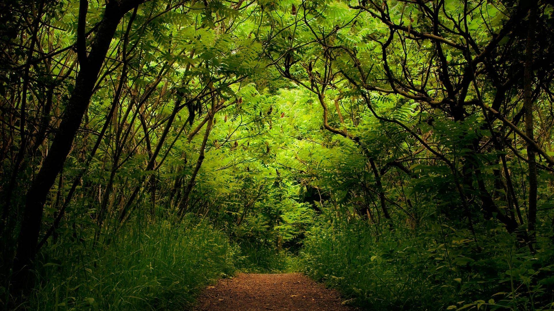 Forest HD 1080p by bajumlufias.com Best Wallpaper