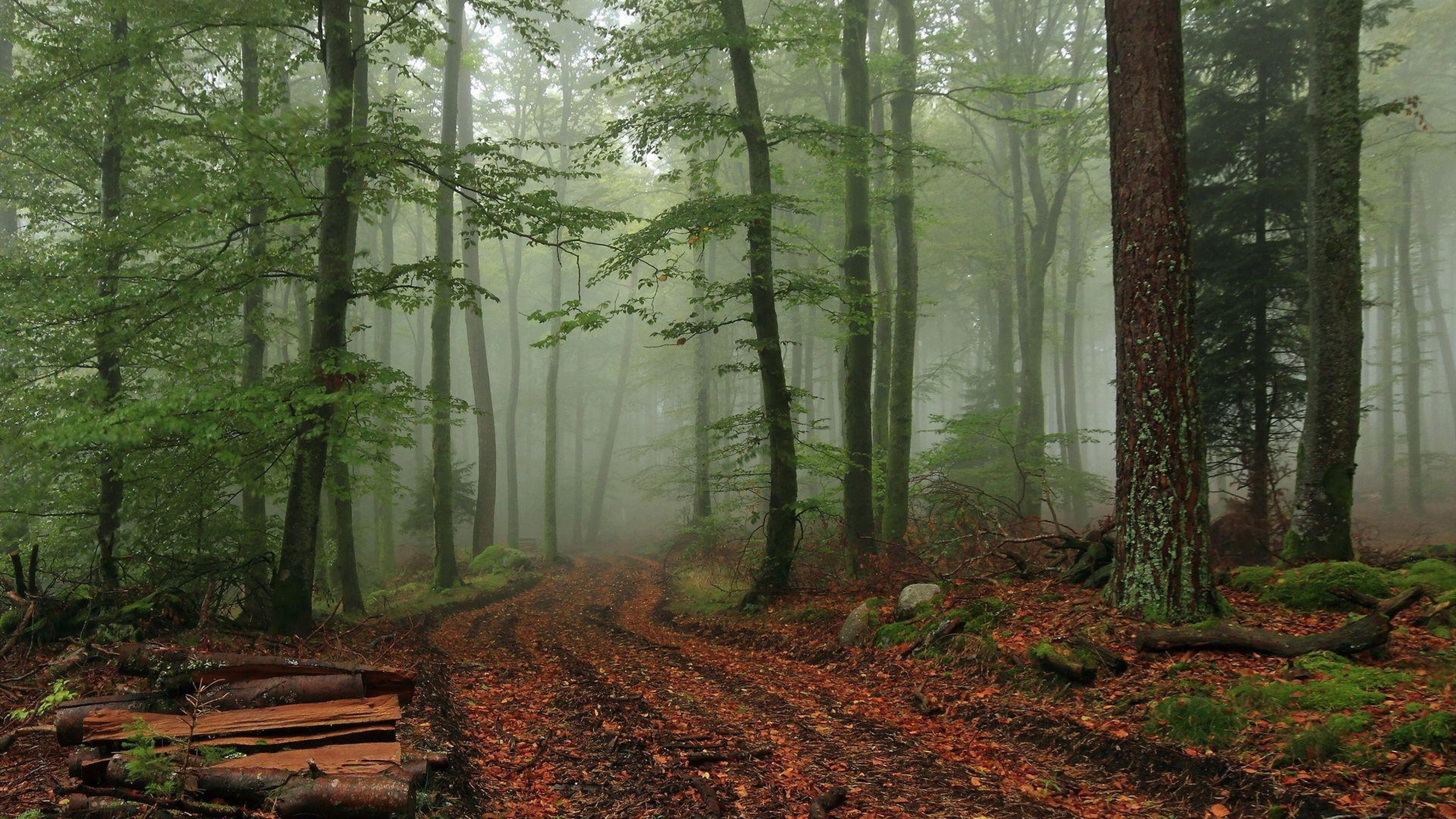 Wallpaper.wiki Nature Image Foggy Forest PIC WPB004352