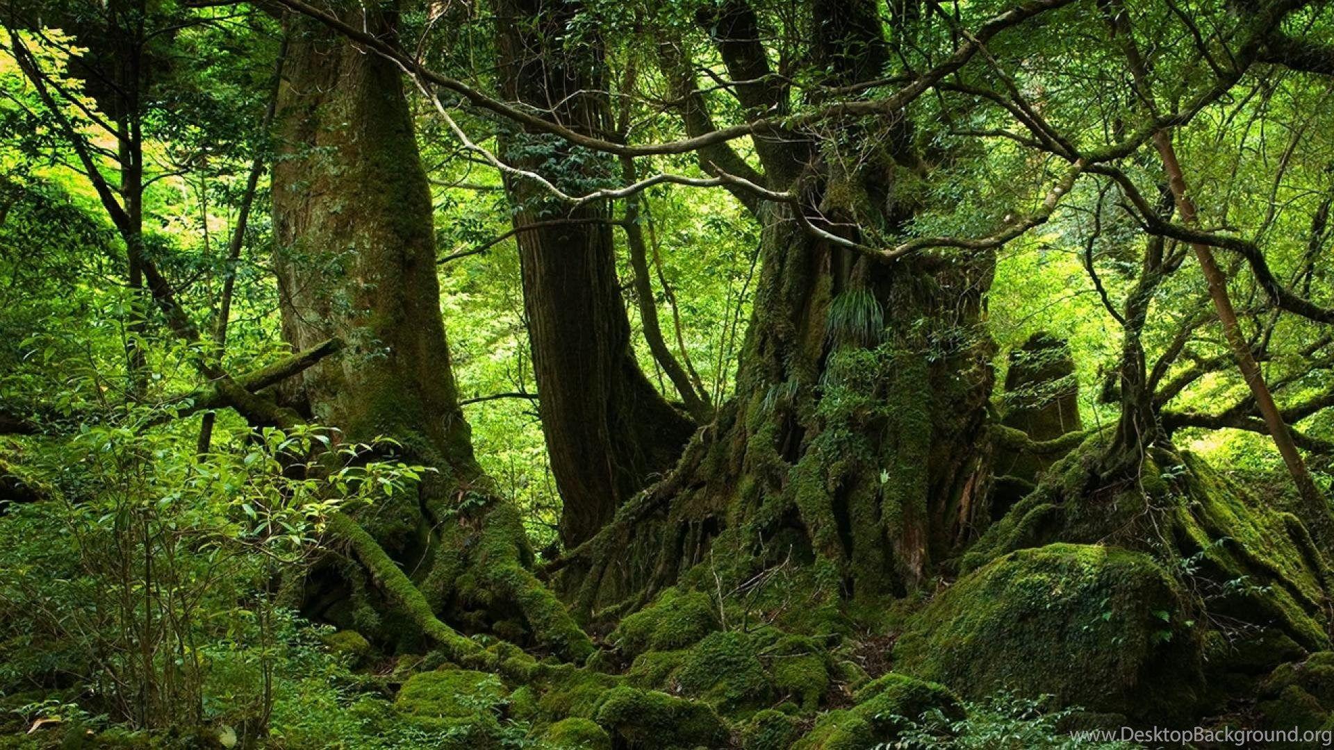 Top Forest Wallpaper HD 1080p Image For Desktop Background