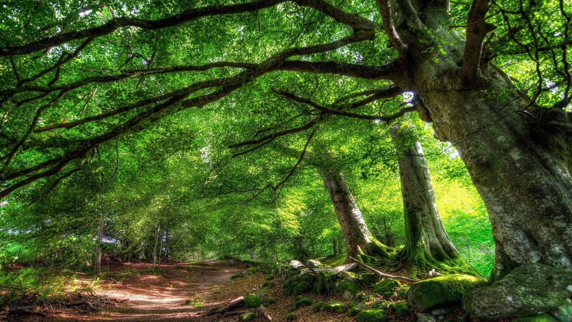 Forest Wallpapers HD 1080p - Wallpaper Cave