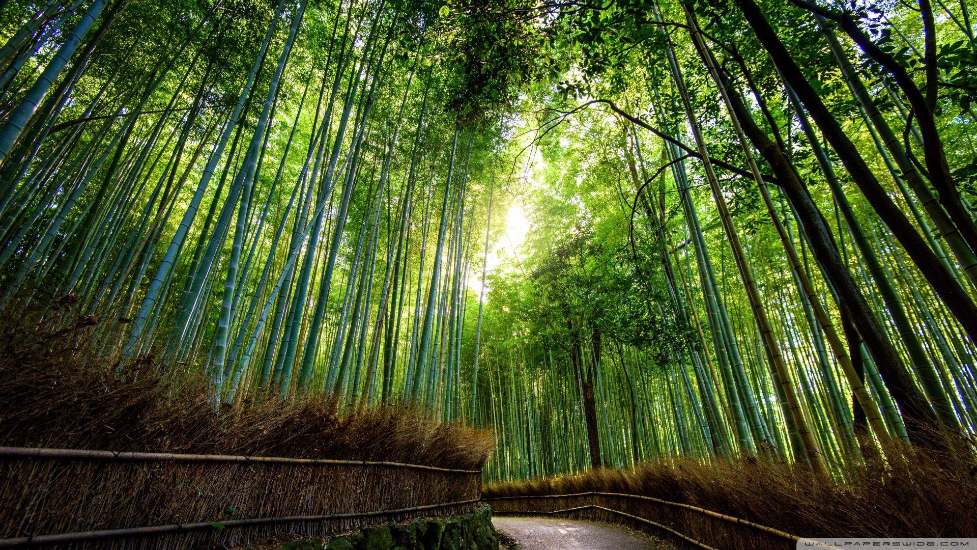 Bamboo Forest, Kyoto, Japan ❤ 4K HD Desktop Wallpaper for 4K Ultra