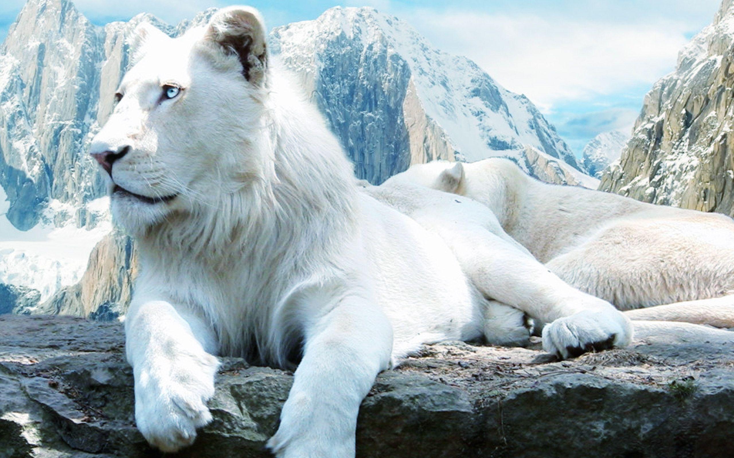 Download wallpaper 1600x1200 digital art white lion black lion standard  43 hd background