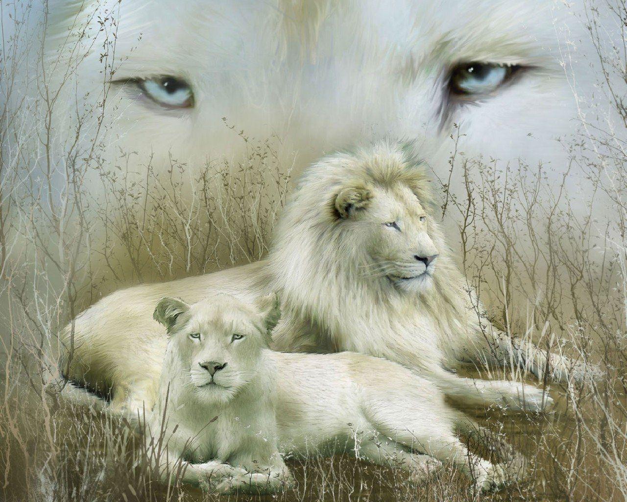 White Lion HD Wallpaper and Background Image