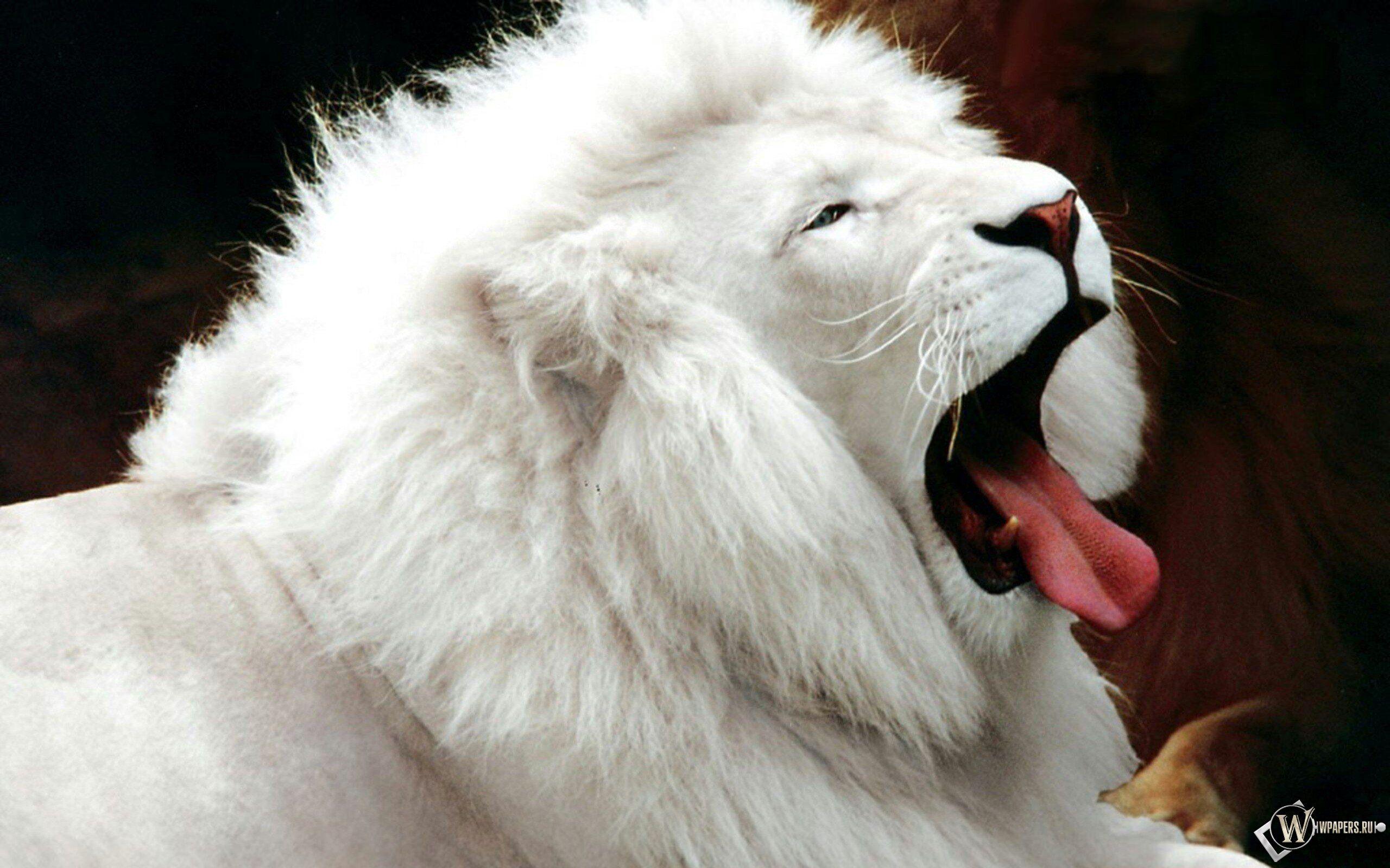 White Lion HD Wallpaper and Background Image