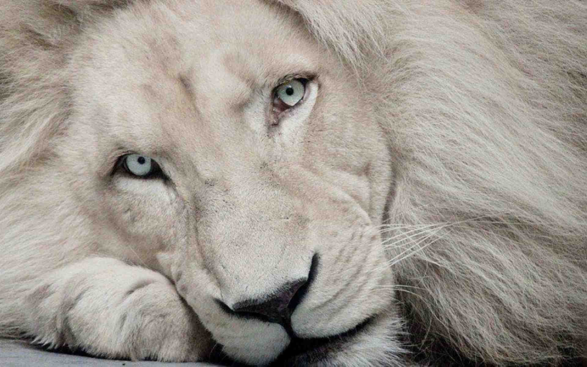 White Lion HD Wallpaper Fair Image