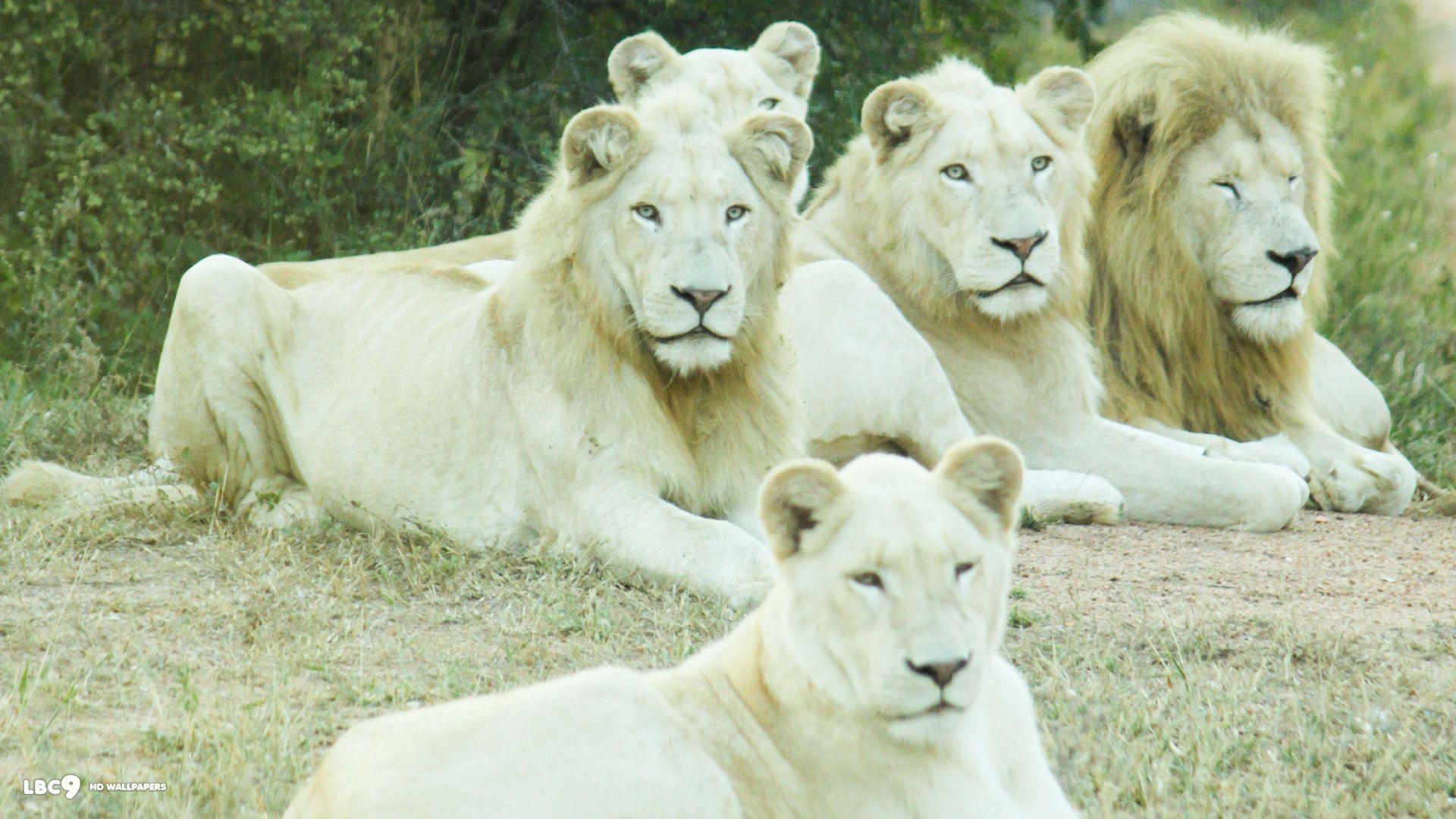lion. White Lion HD Image Wallpaper. Stunning Big Cats