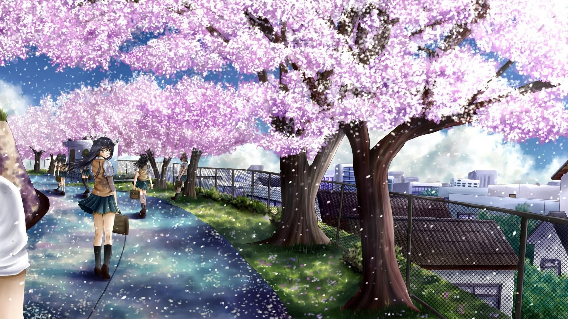 Anime Cherry Blossom Wallpaper (Picture)