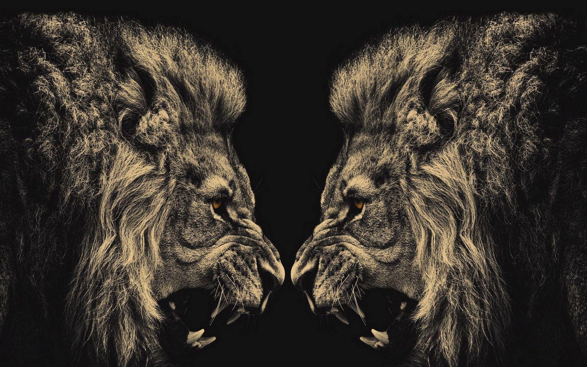 Lion Full HD Wallpaper and Background Imagex1200