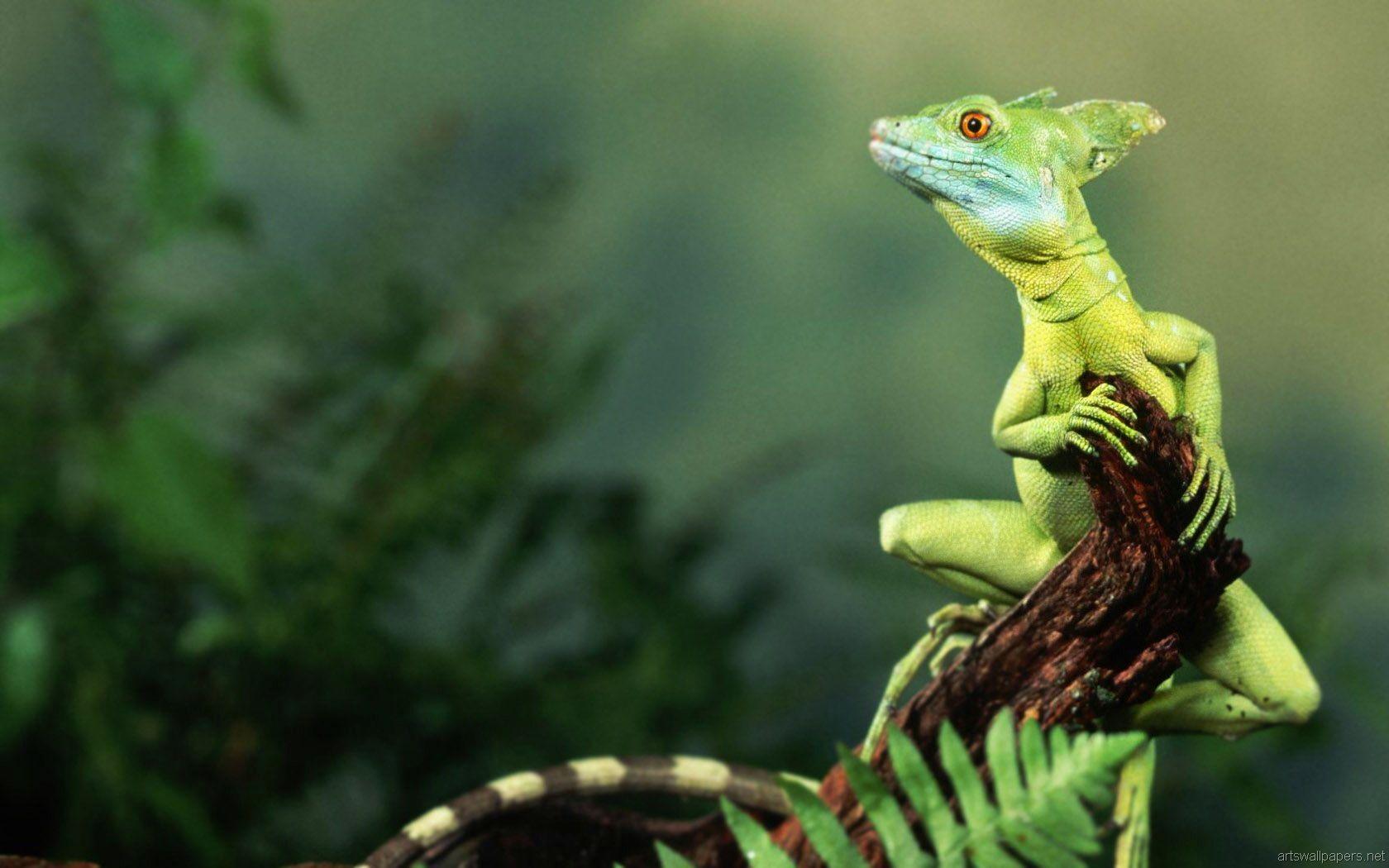 HD Wallpaper Wide Wallpaper Photography