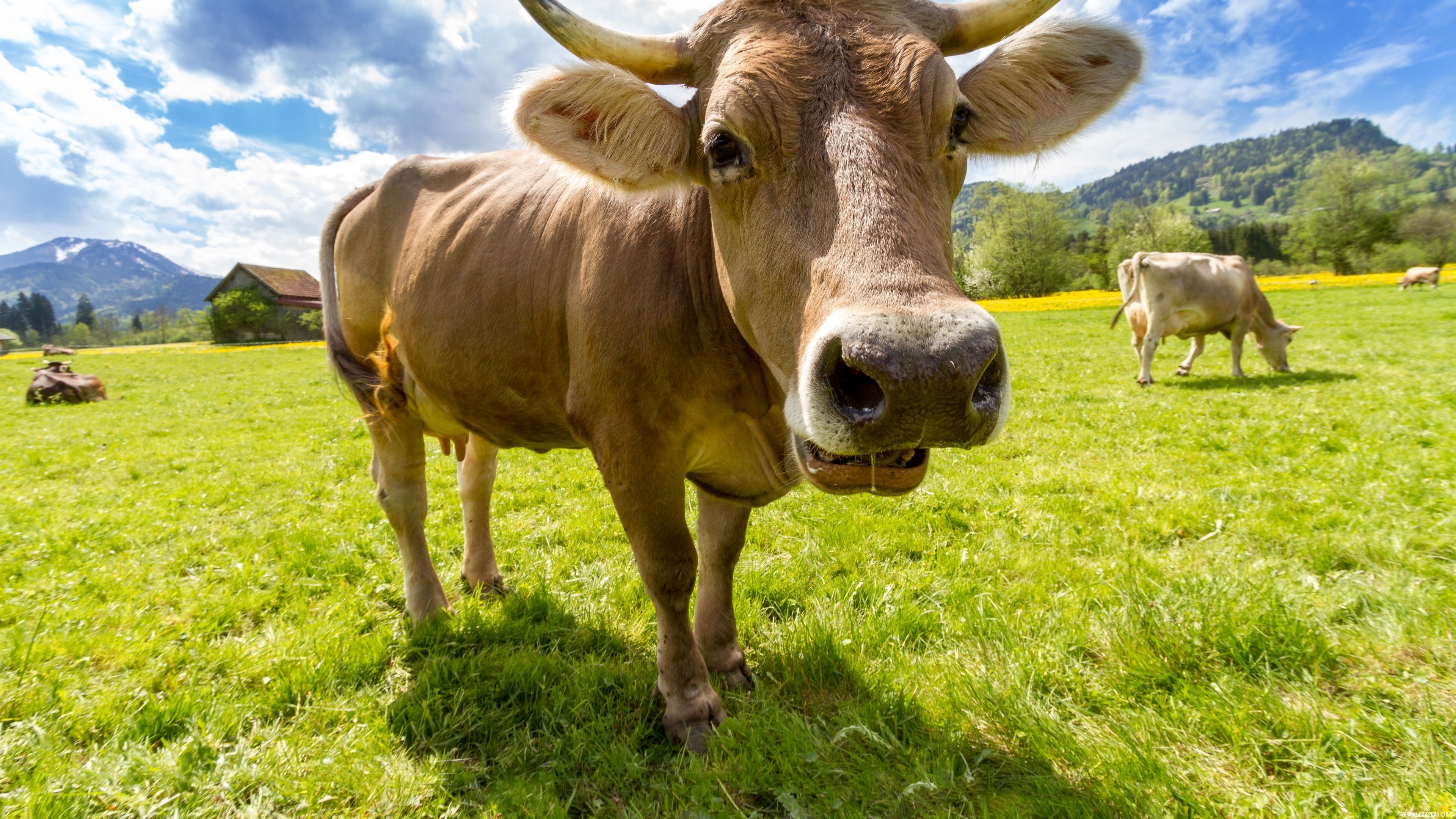 Wallpaper.wiki Cow HD Background PIC WPB0011879