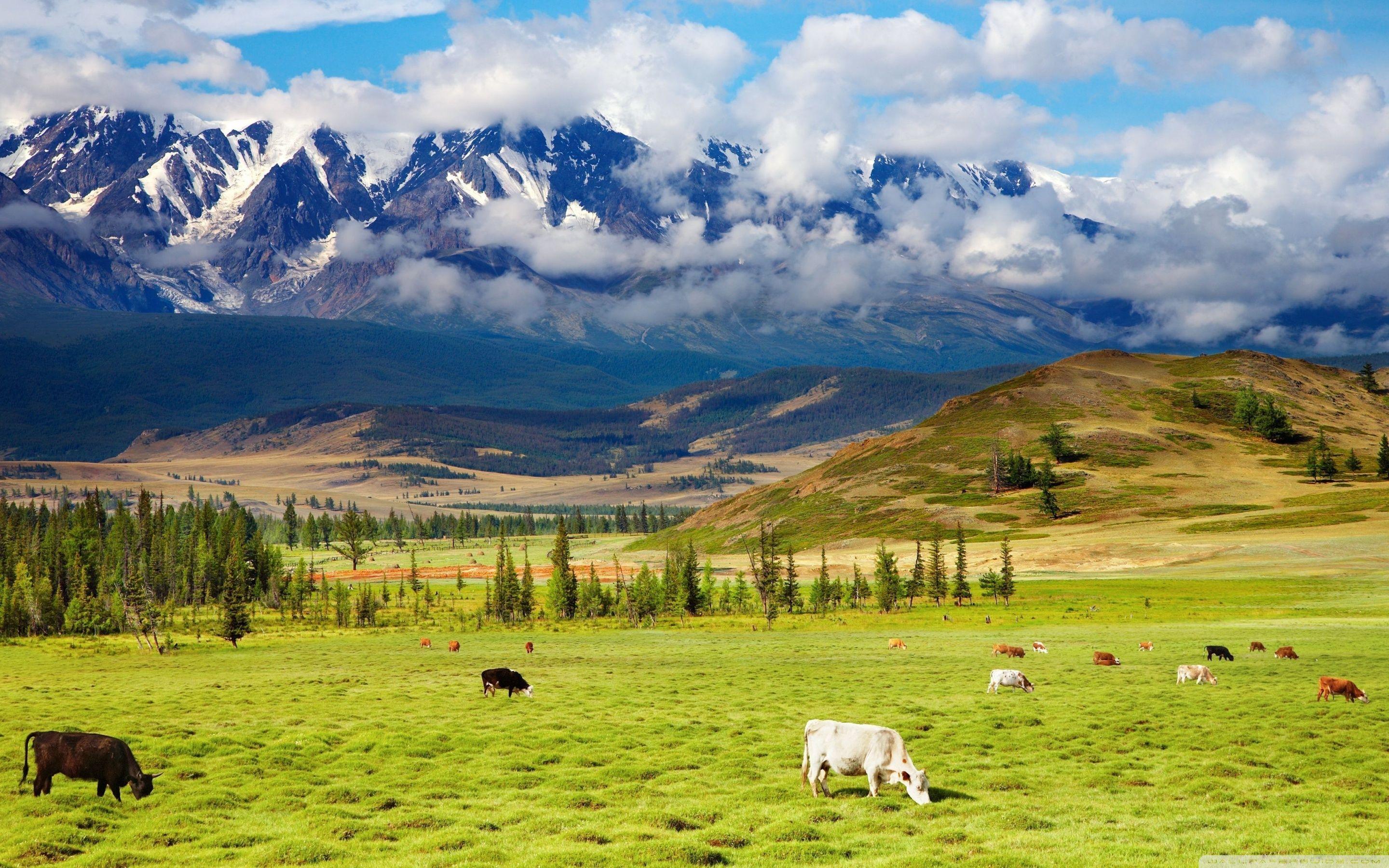 Cattle, Pasture ❤ 4K HD Desktop Wallpaper for 4K Ultra HD TV • Dual