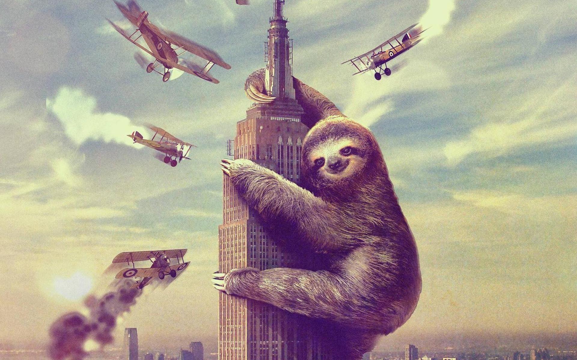 cool sloth wallpaper
