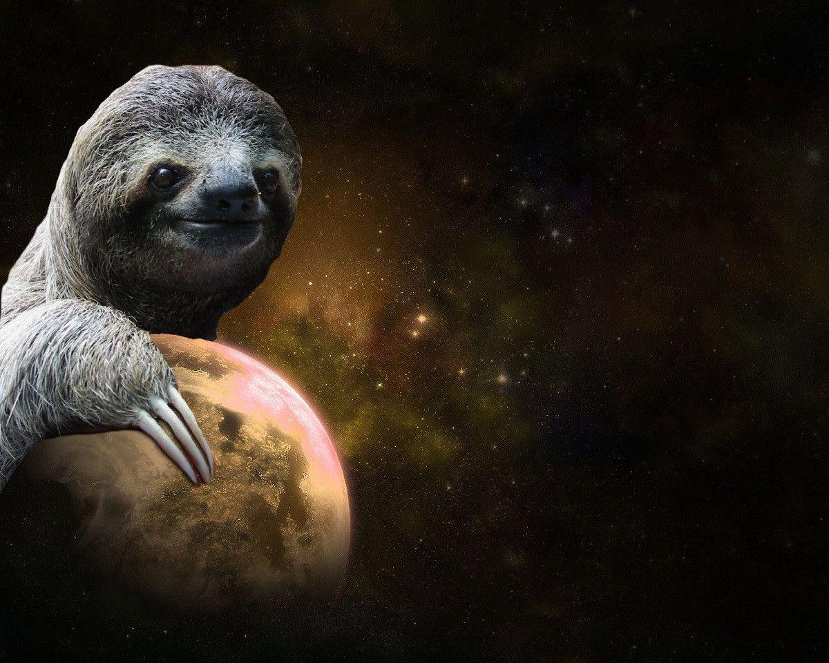 My collection of 30 sloth wallpaper. Enjoy