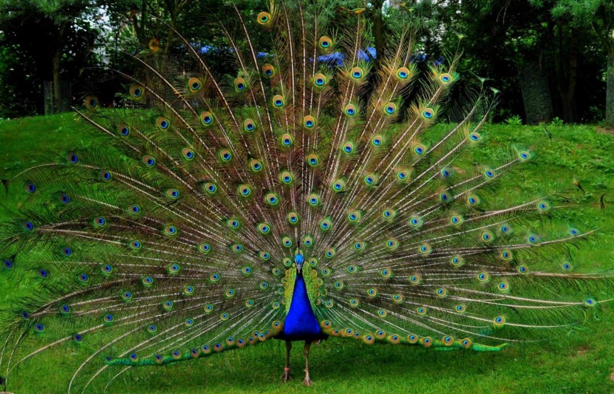 Beautiful Peacock Bird Facts HD Image Wallpaper