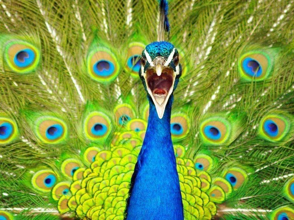 Amazing HD Peacock Photo