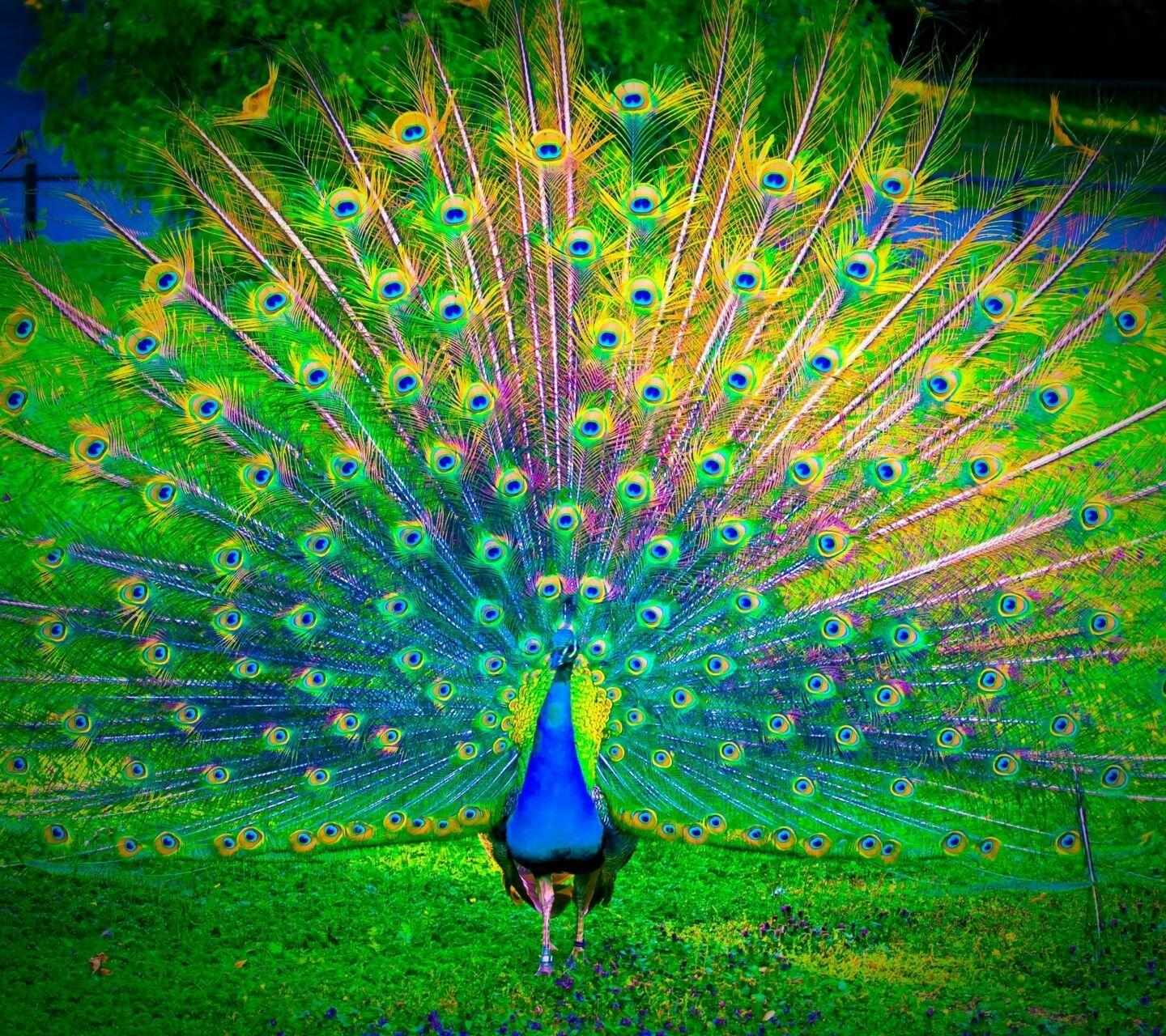 Most Beautiful Peacock Wallpapers - Wallpaper Cave