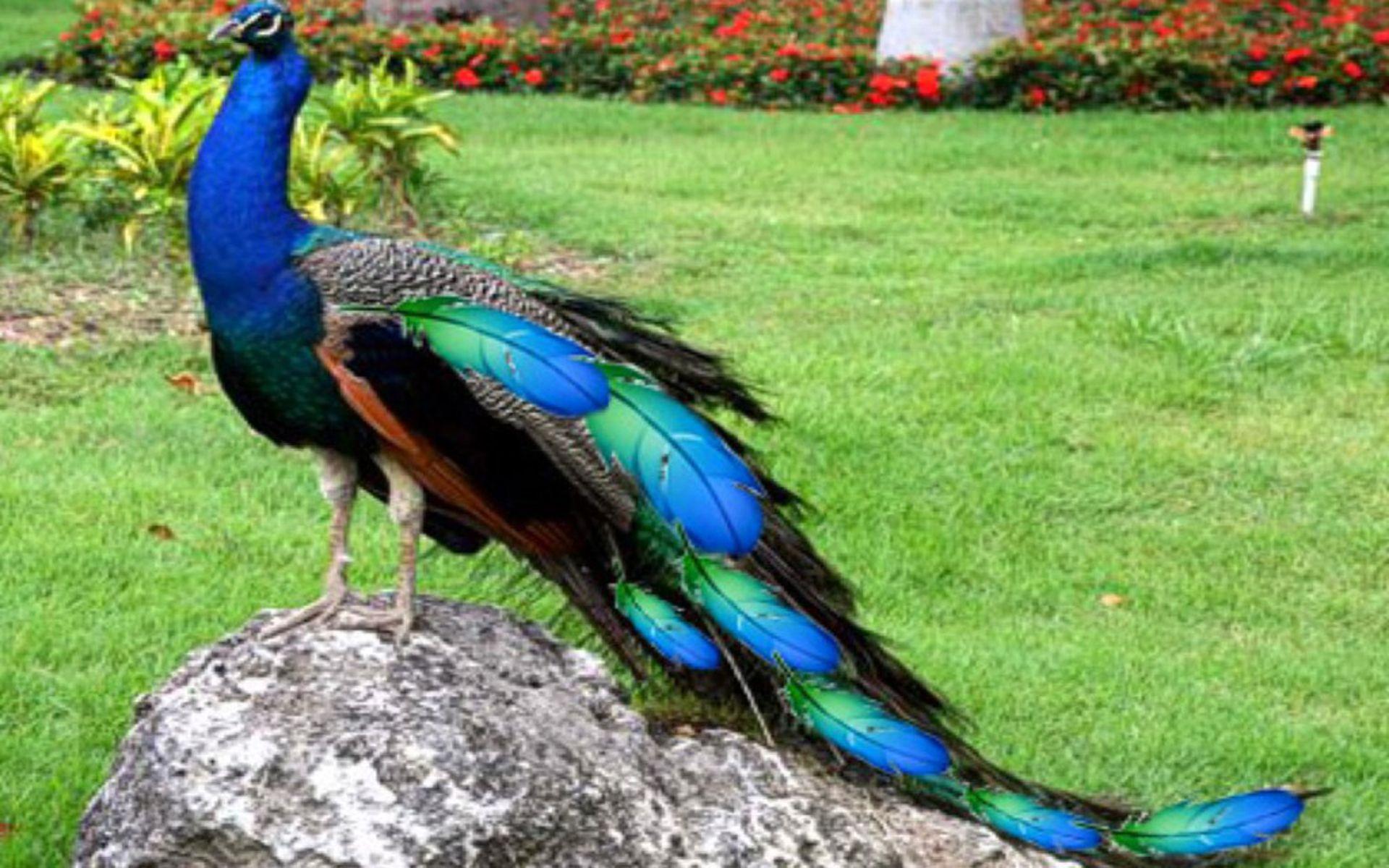 Most Beautiful Peacock Picture & HD Image Free Download