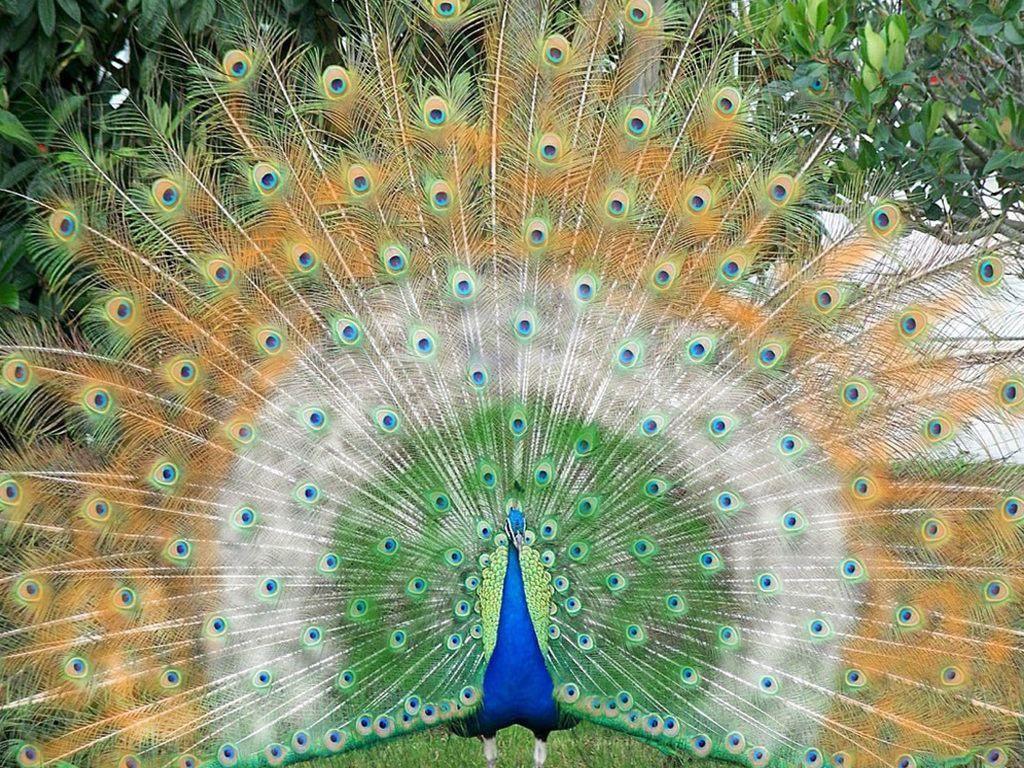 Mr. Peacock and Mrs. Peahen. Peacocks, Bird and Peacock flying
