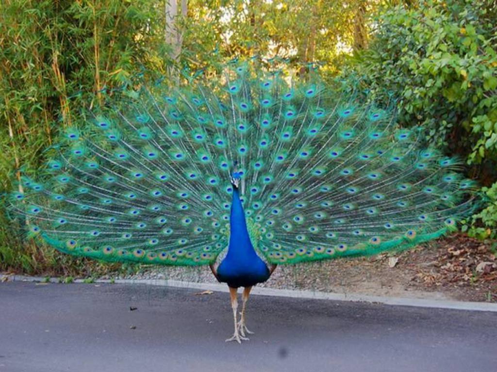 Best Beautiful Peacock HD Image Photo And Wallpaper Download