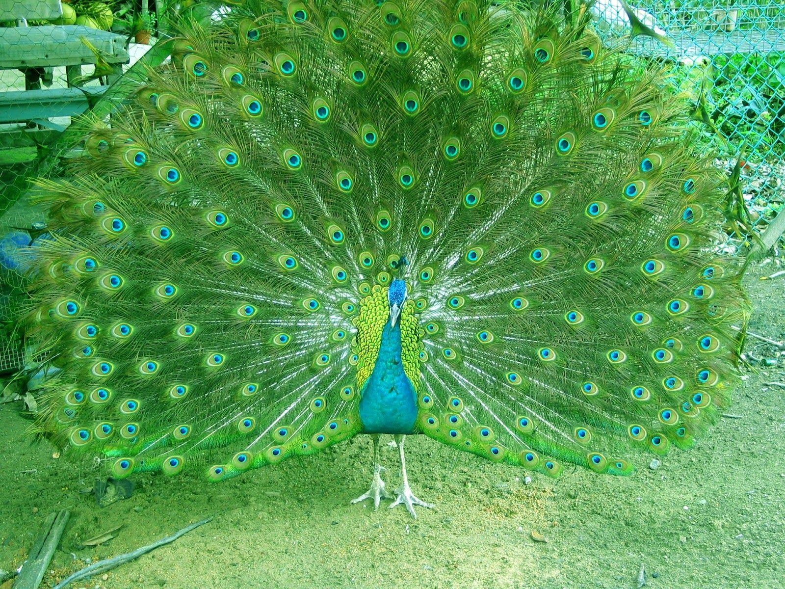 Most Beautiful And Sweet Peacock Wallpaper In HD. Image