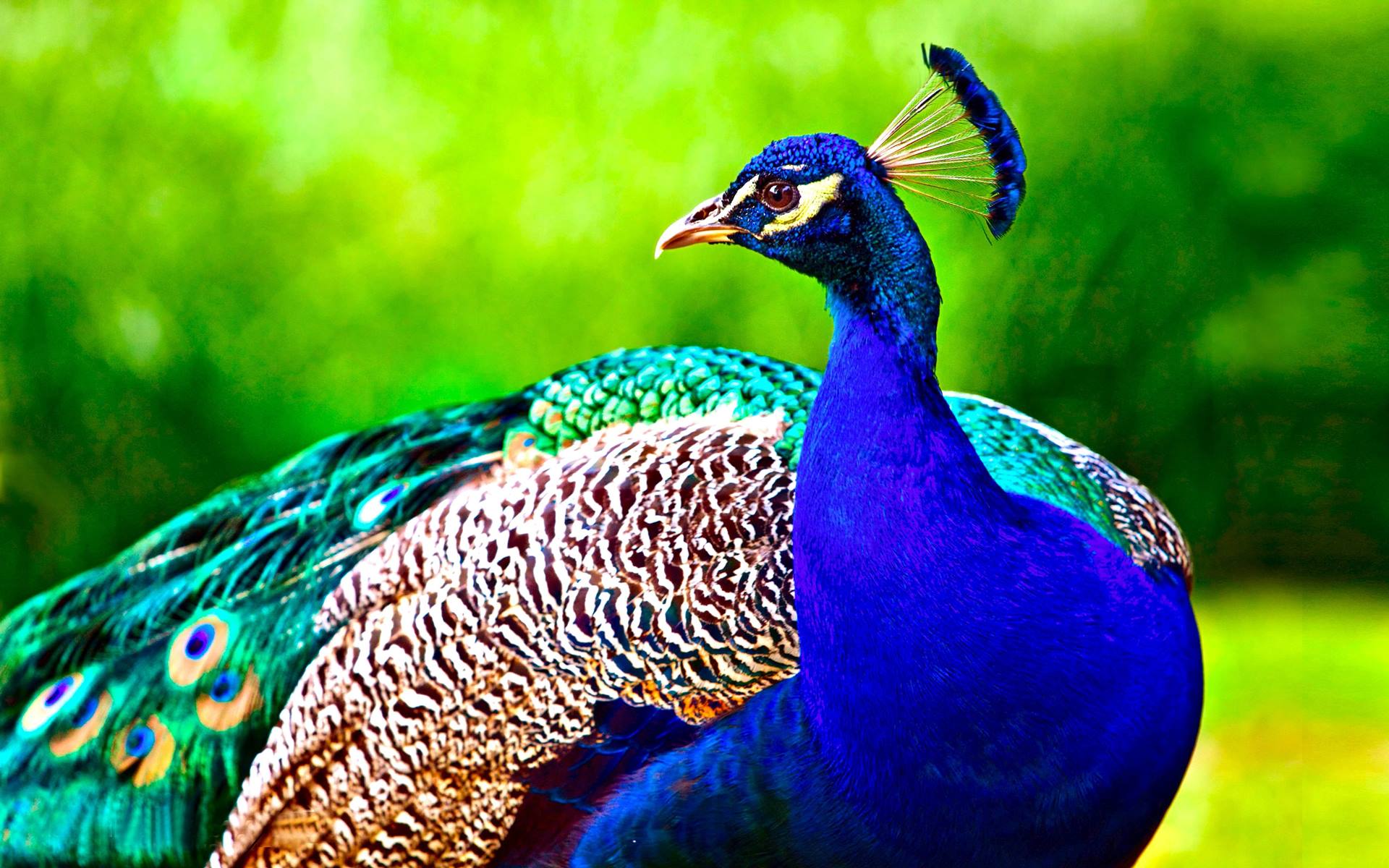 Free photo: Beautiful Peacock, peacock, nature