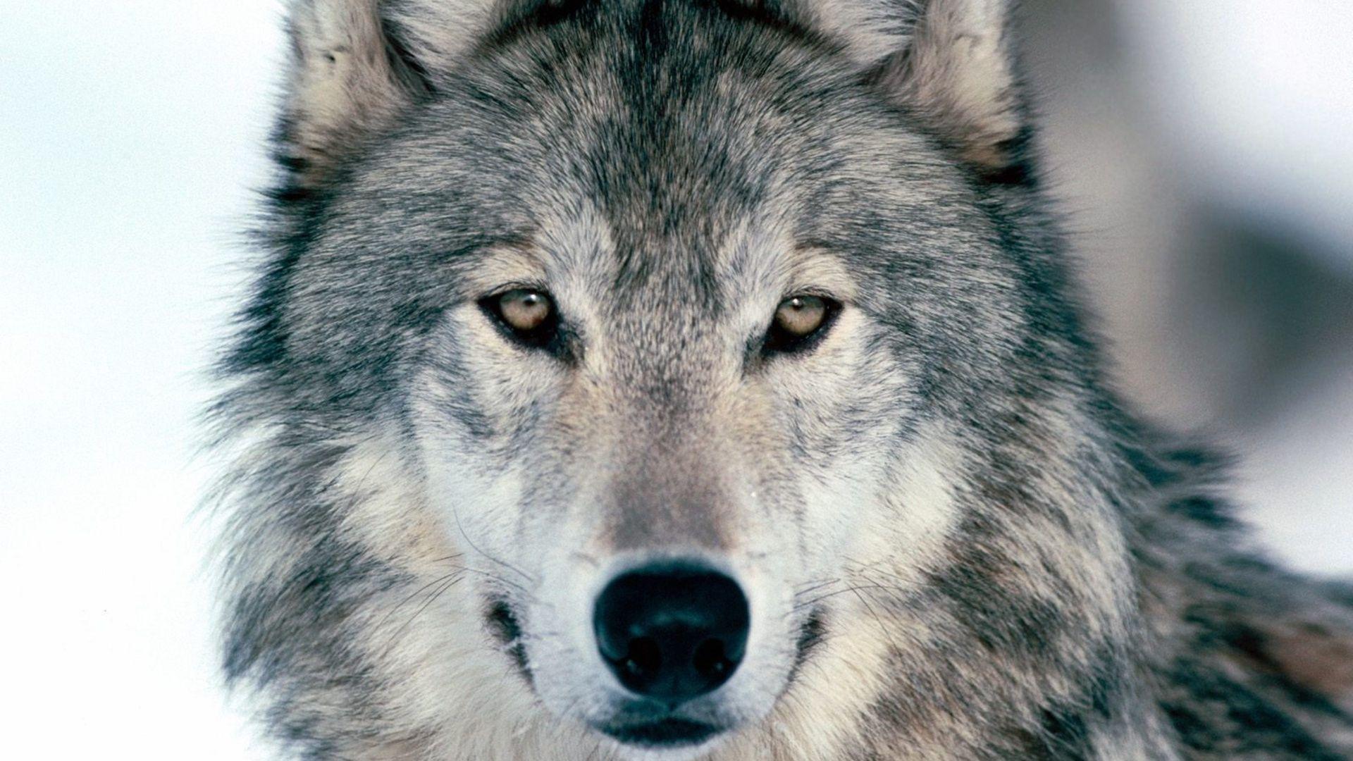 HD Quality Wild Wolf Wallpaper HD 5 Widescreen Background