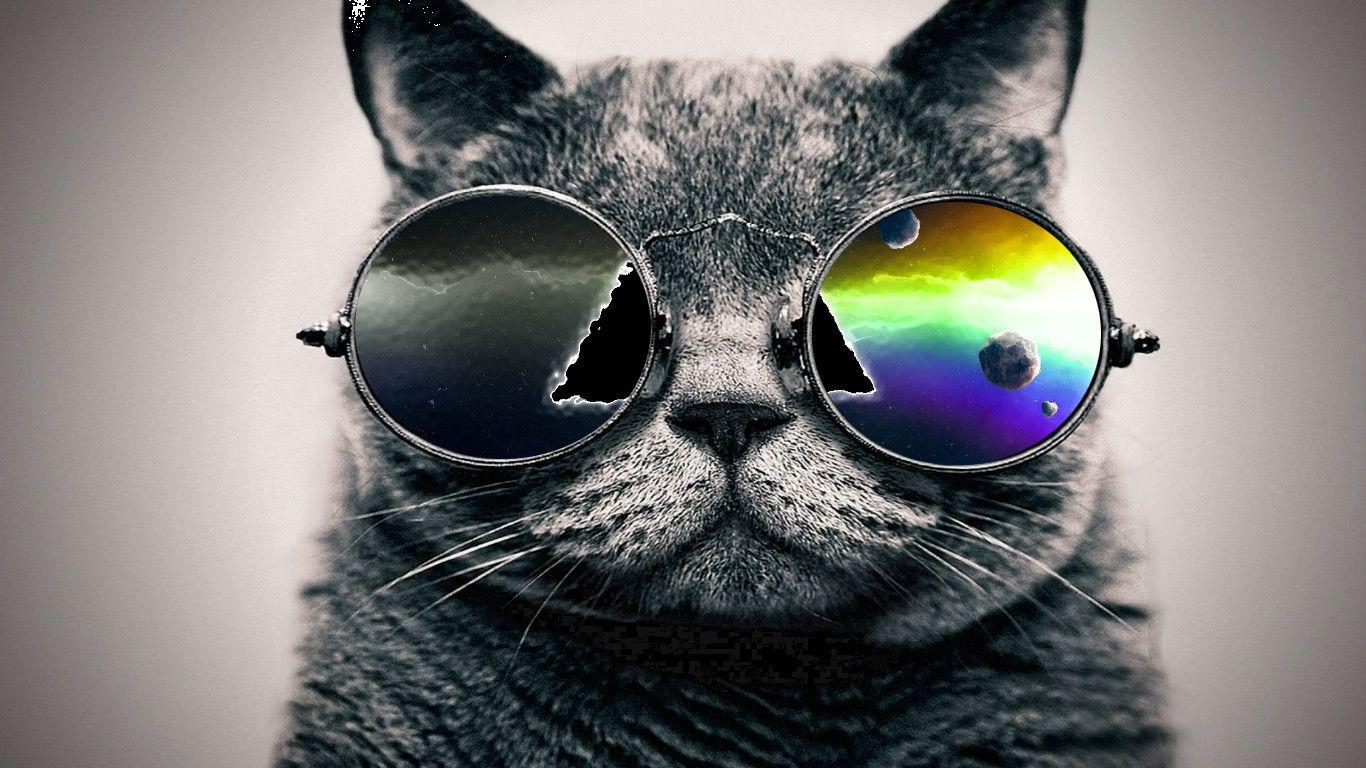cool Cat with glass wallpaper HD HD cool Cat with glass
