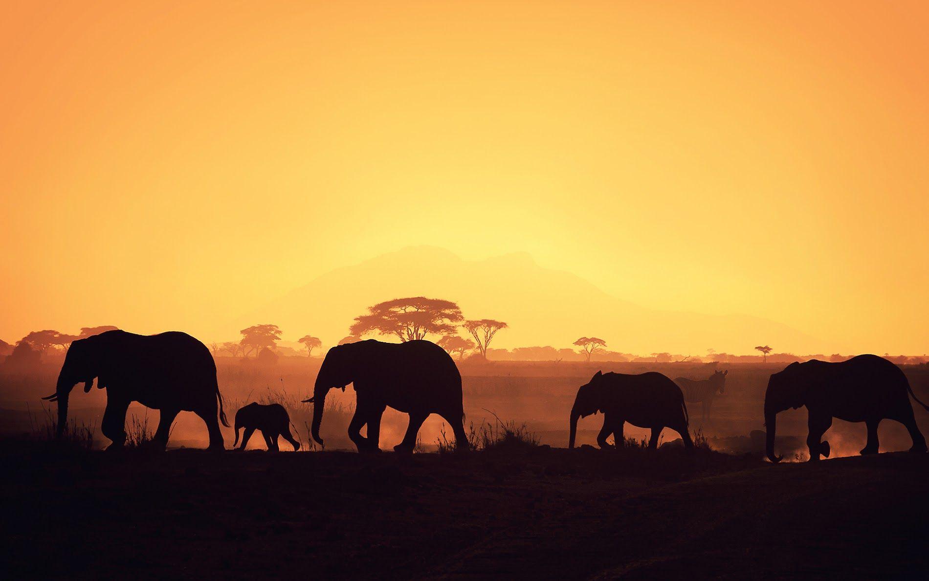 Africa elephants sunrise HD wallpaper HD Wallpaper