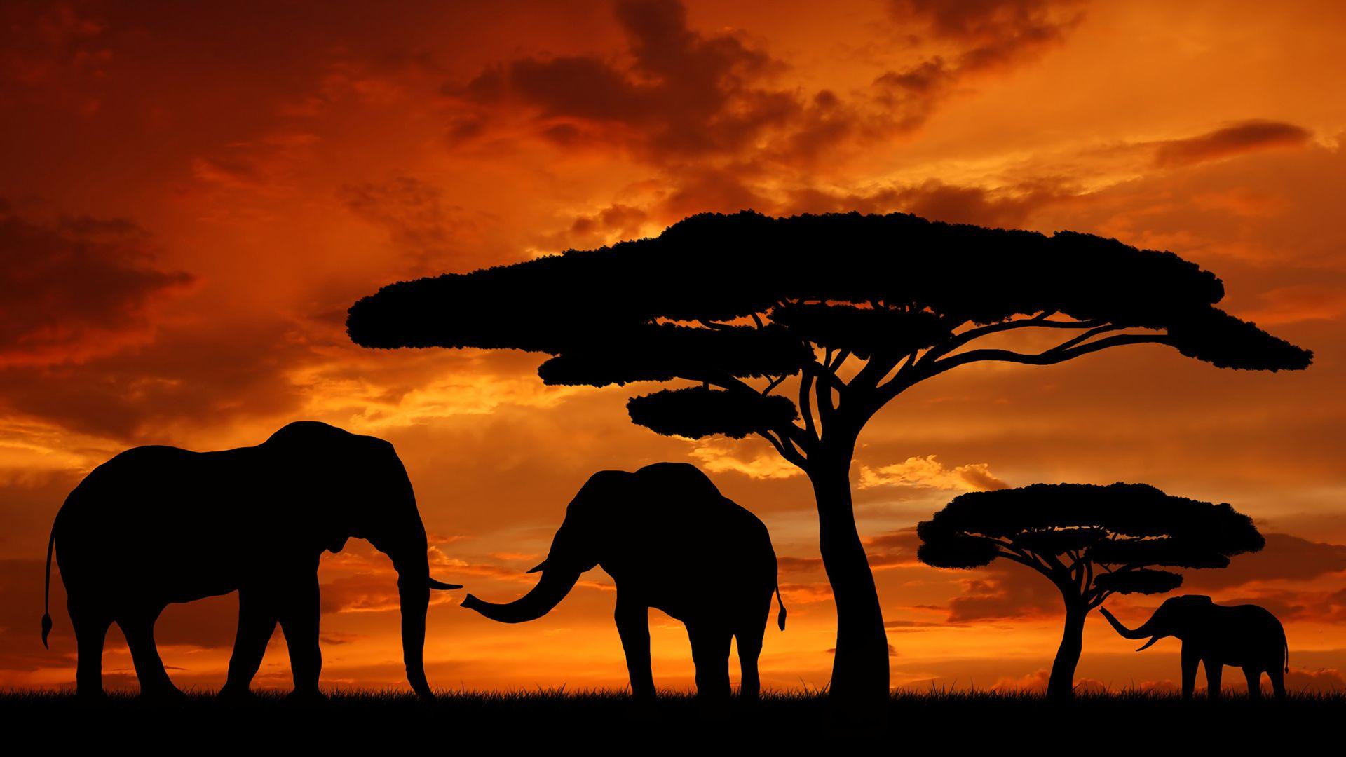 Silhouette Elephants In The Sunset